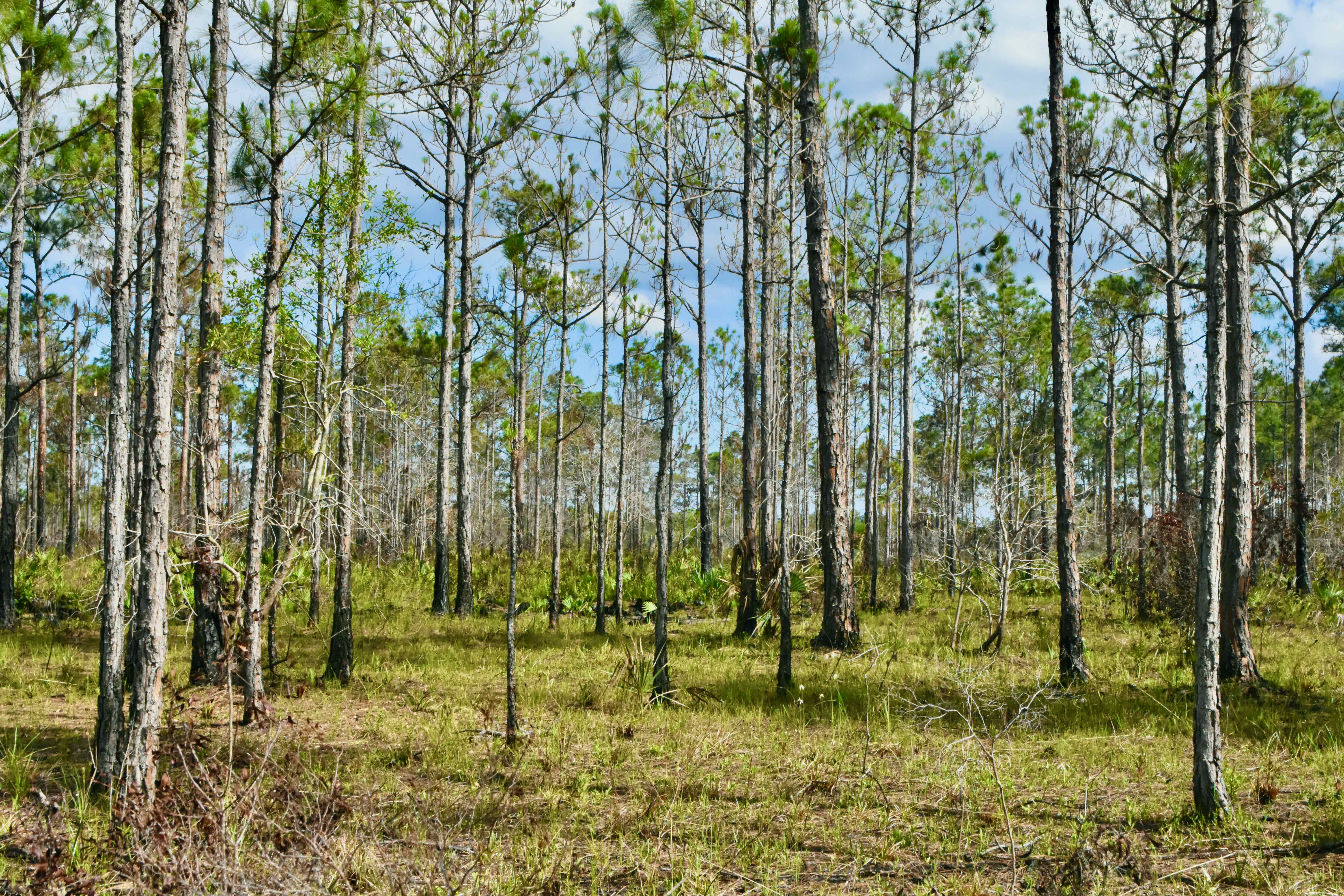 pinelands
