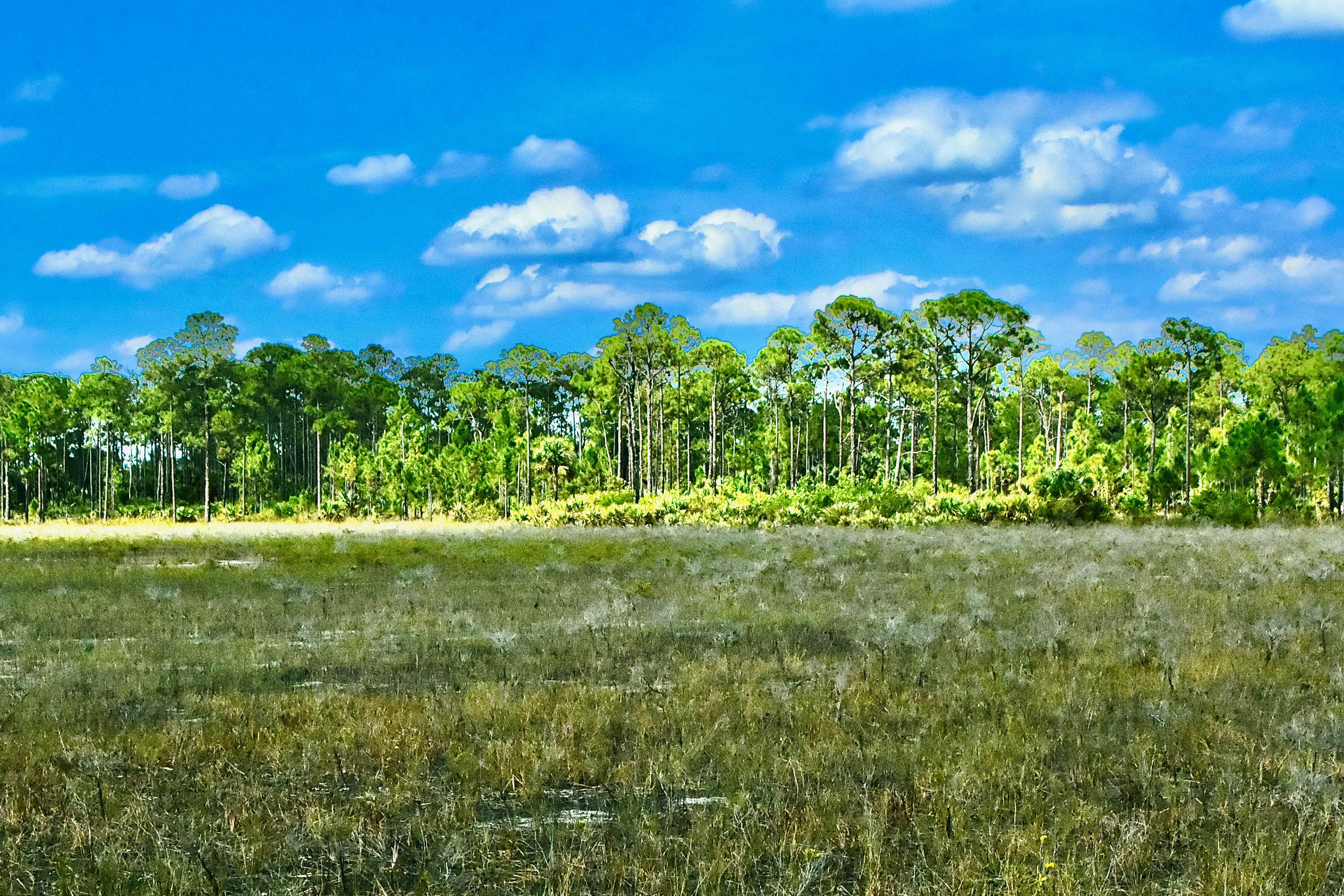 wet meadow