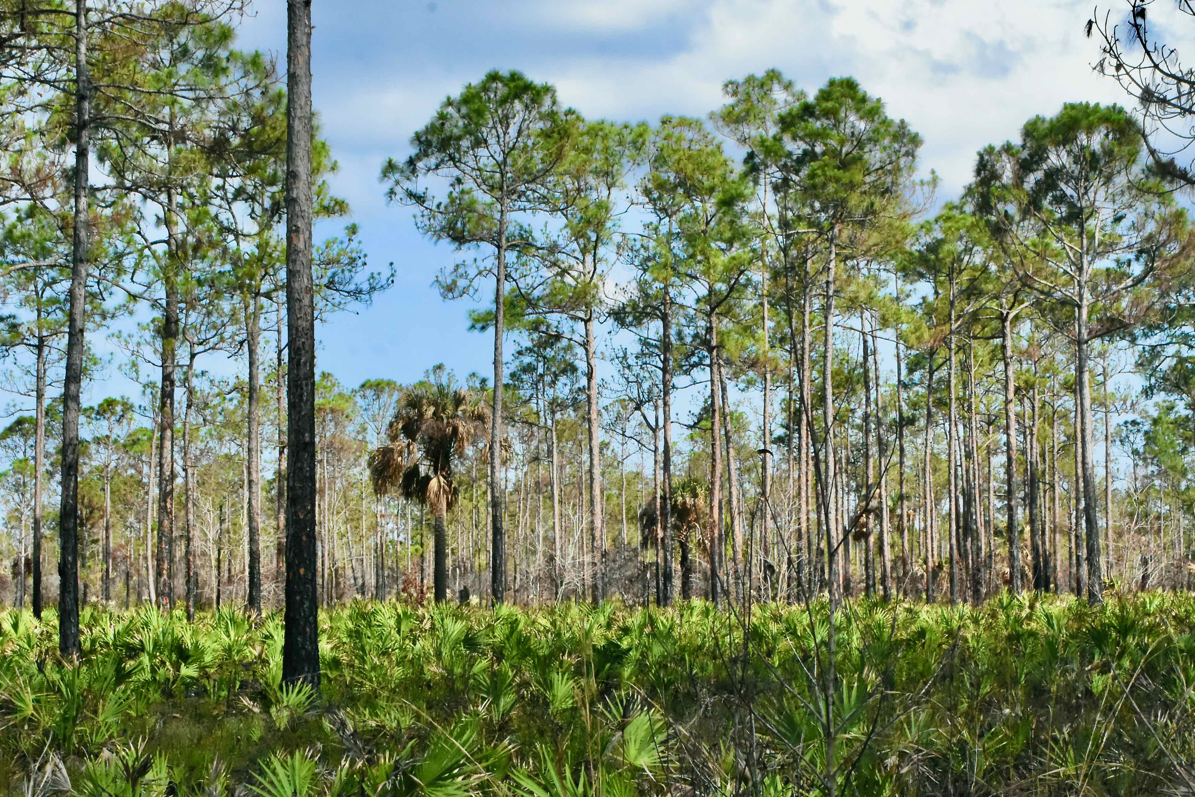 regrown flatwoods