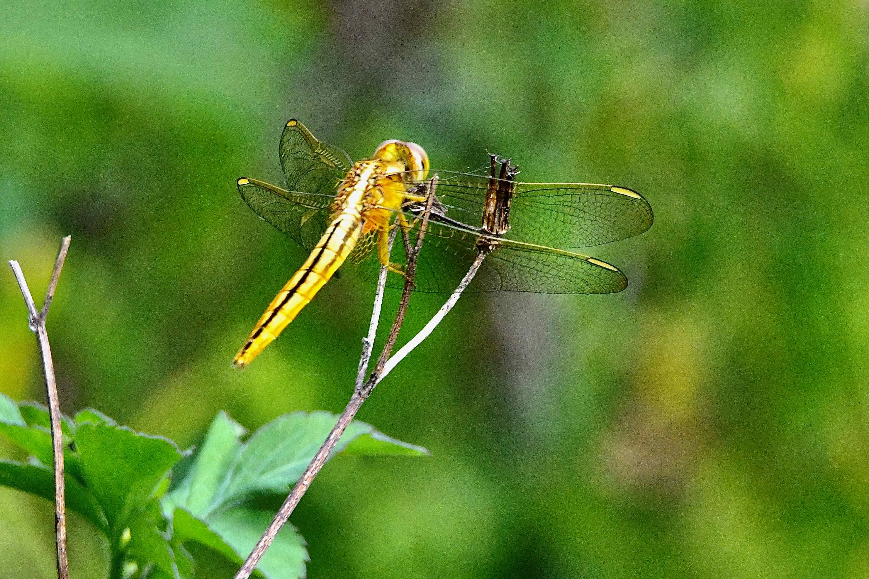 scarlet skimmer