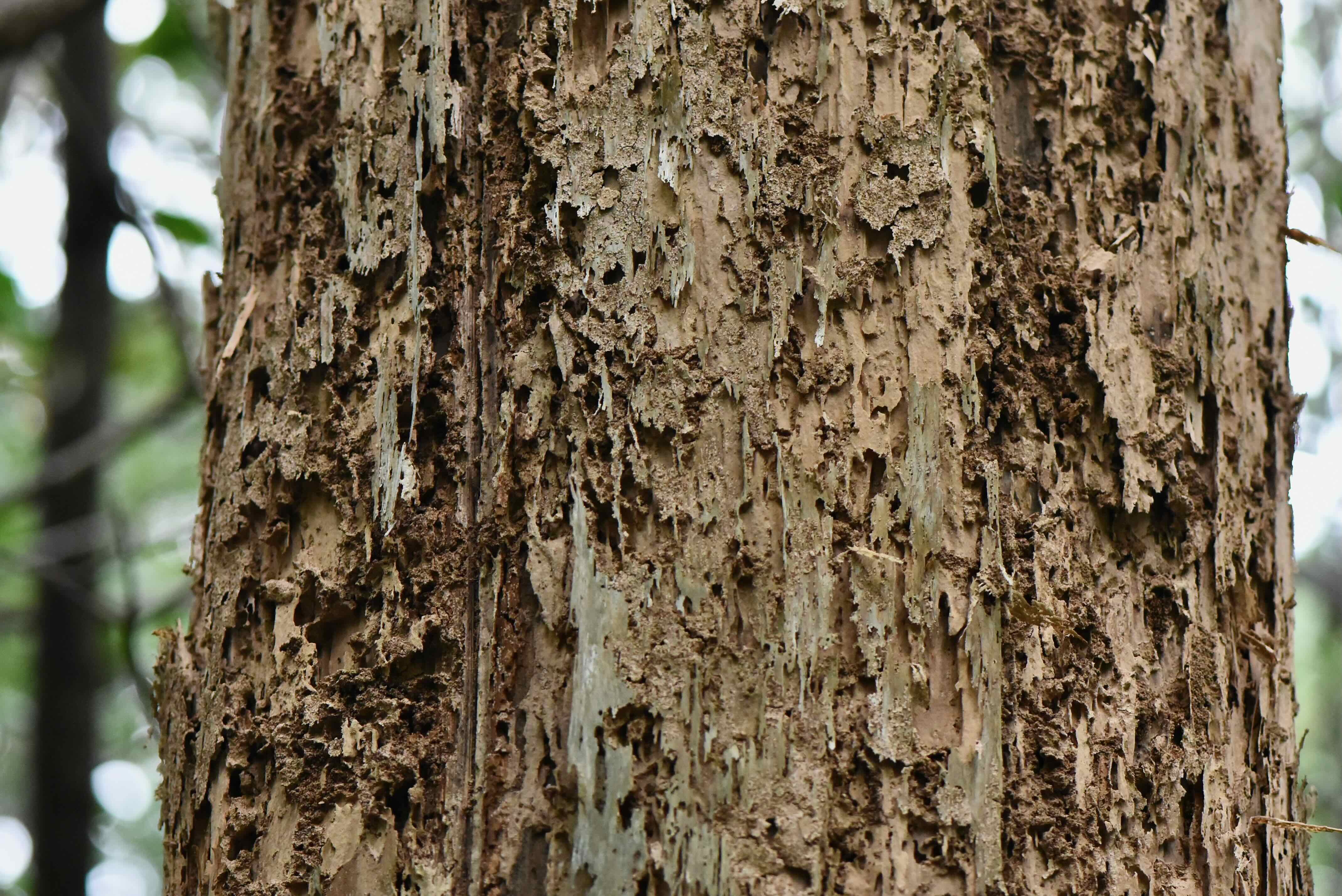 dead cypress tree