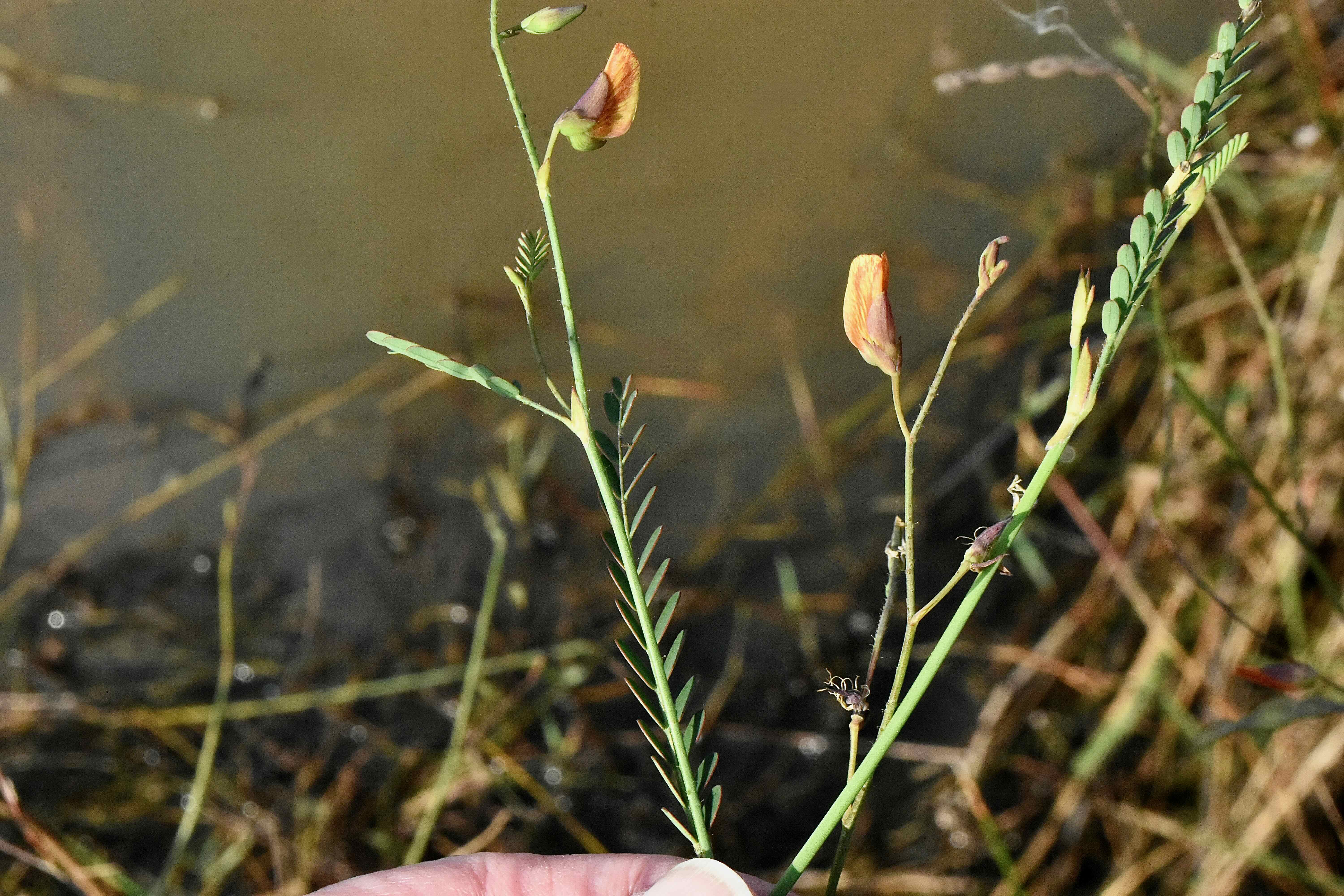 sensitive jointvetch