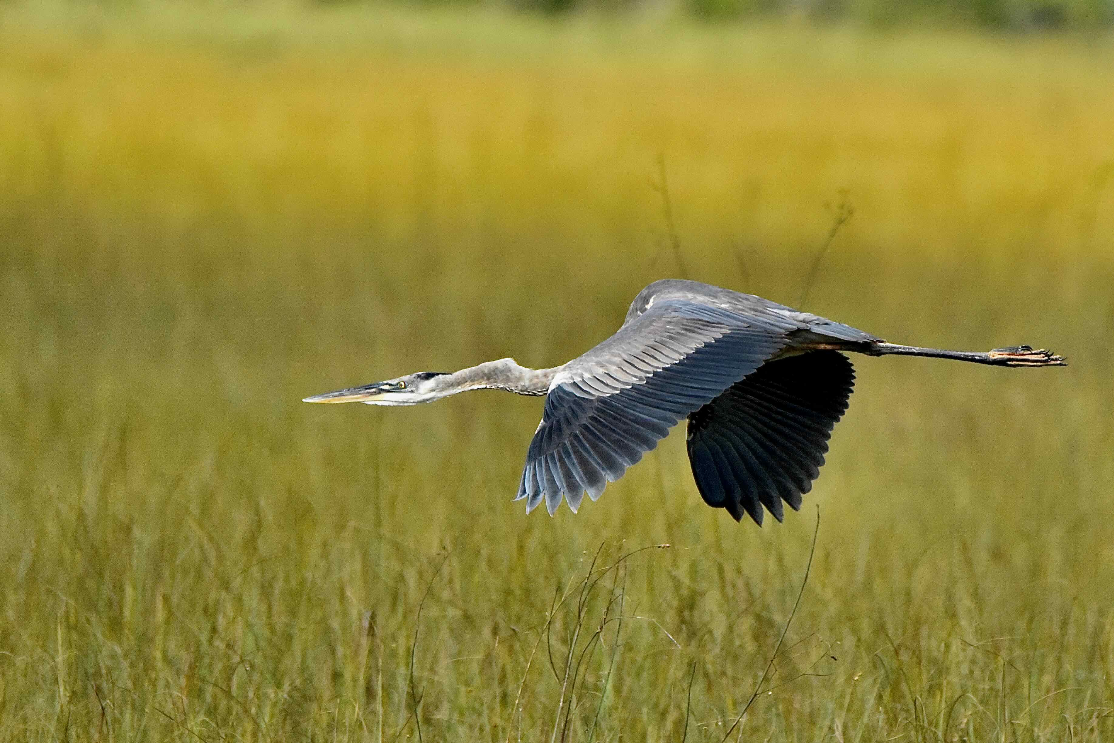 great blue heron