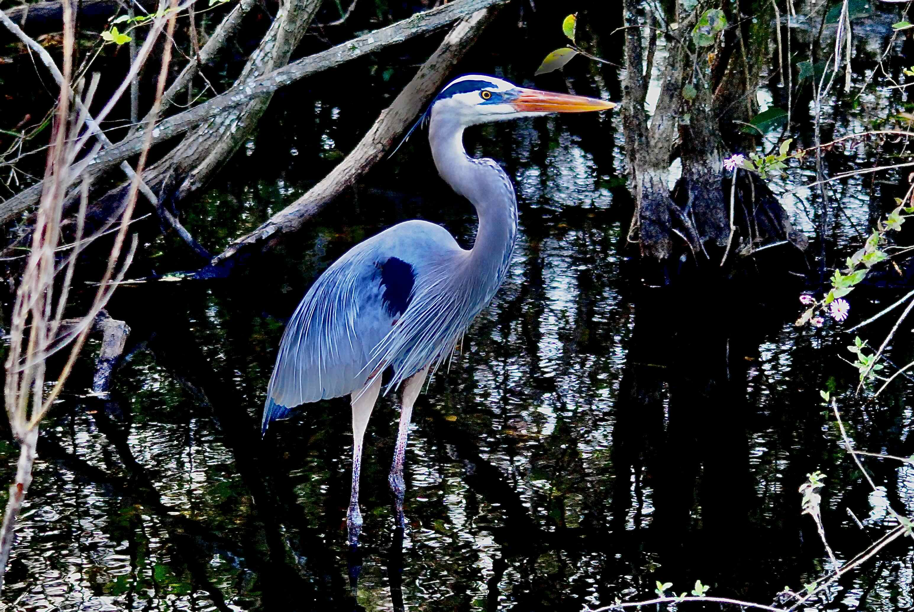 Great Blue Heron