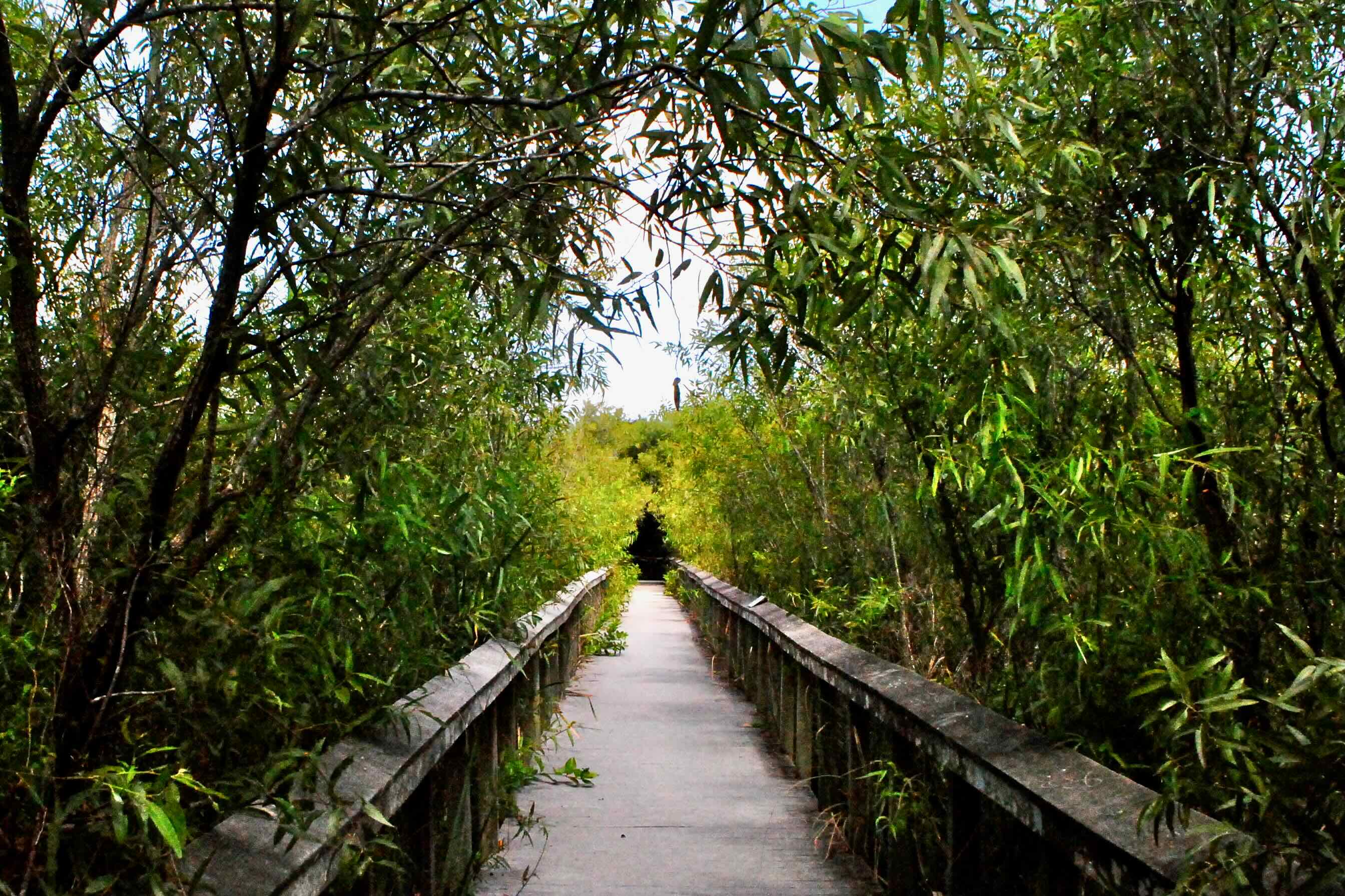 bobcat trail