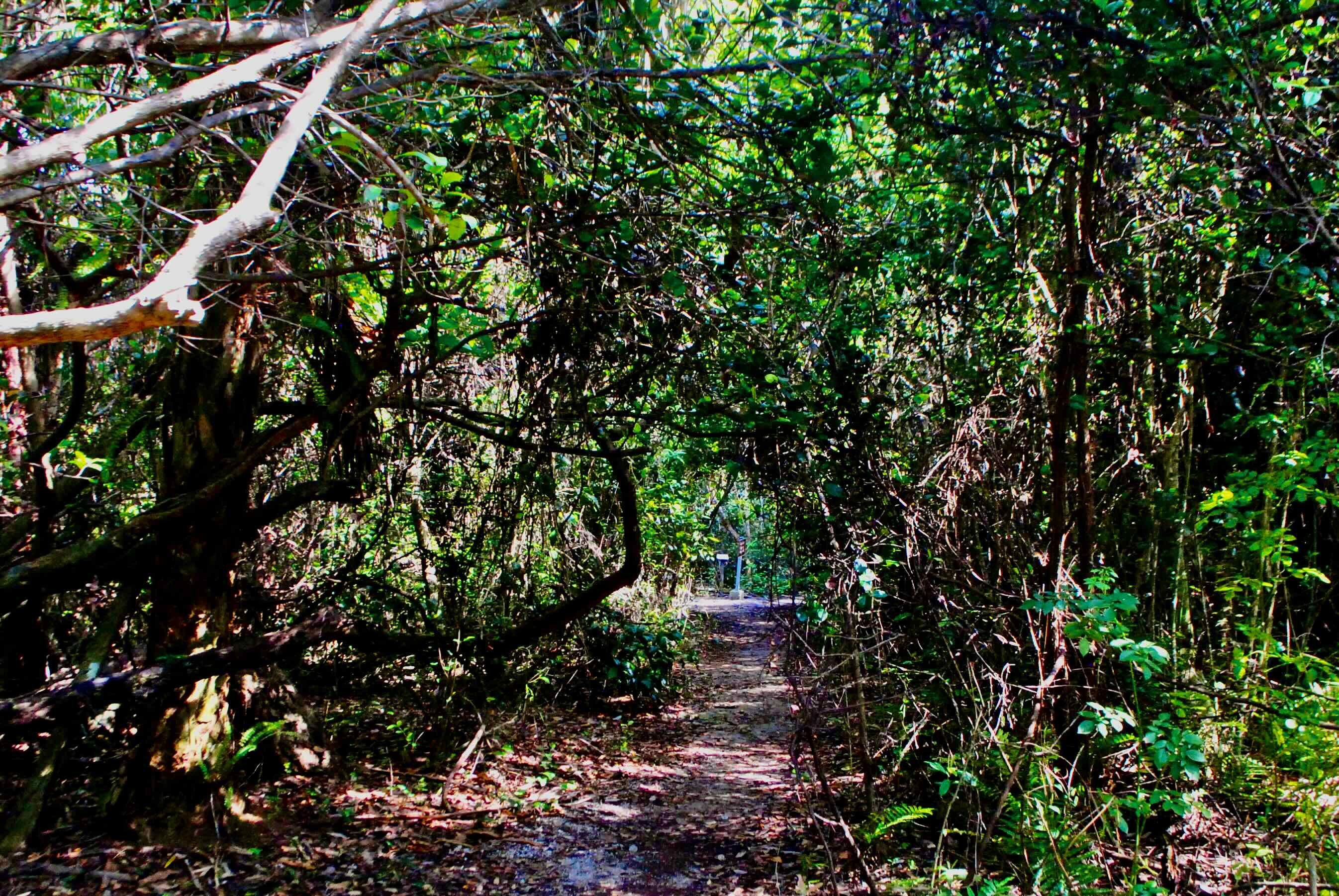 inside a tree island