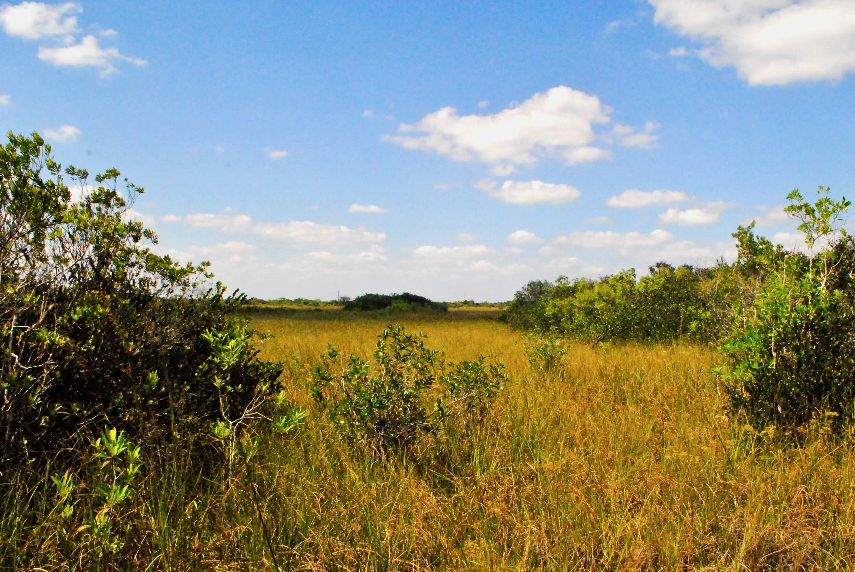 river of grass