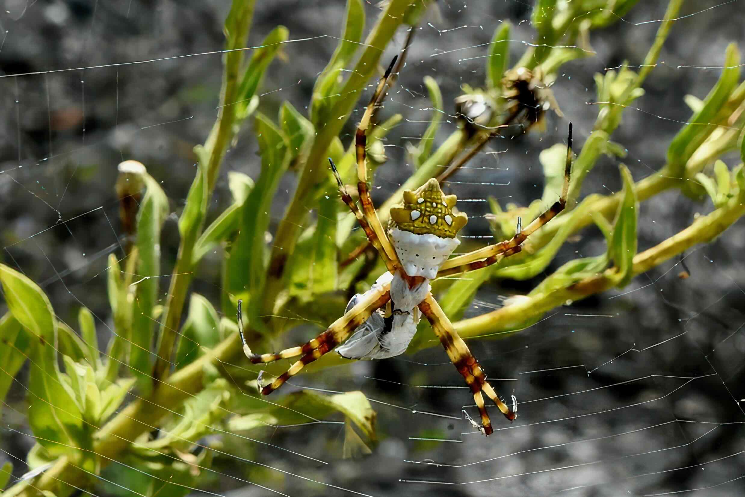 silver argiope spider