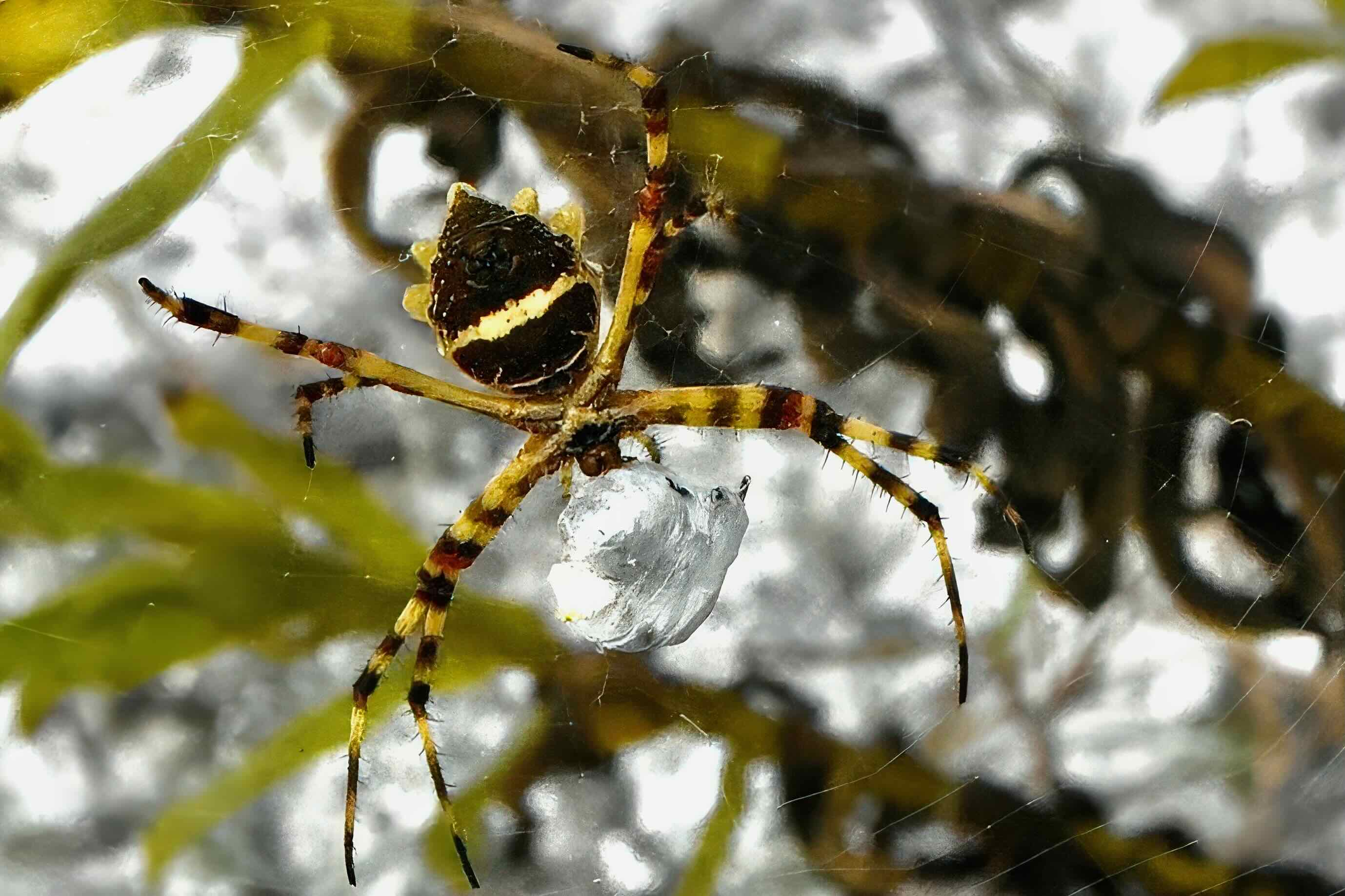 silver argiope underside
