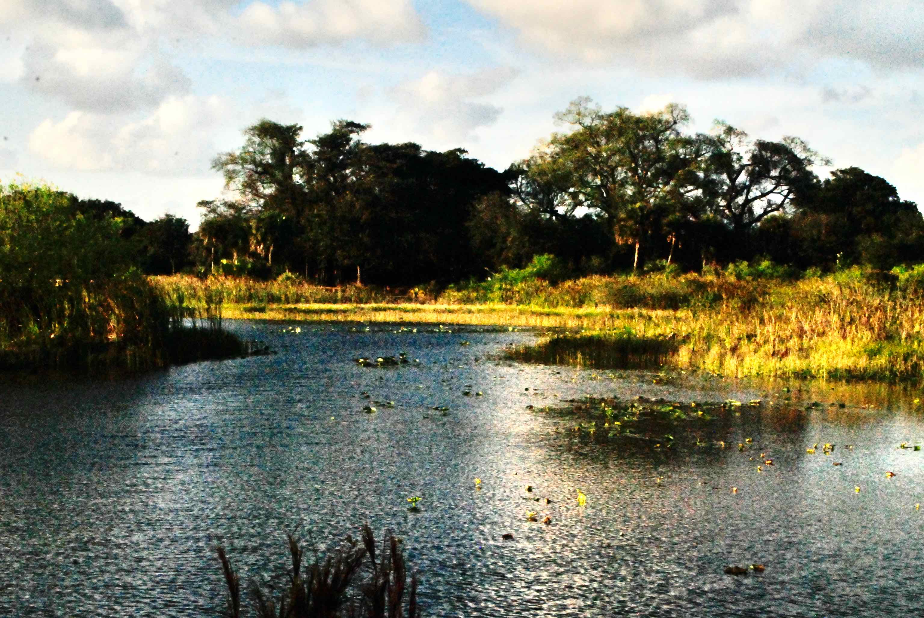wetlands