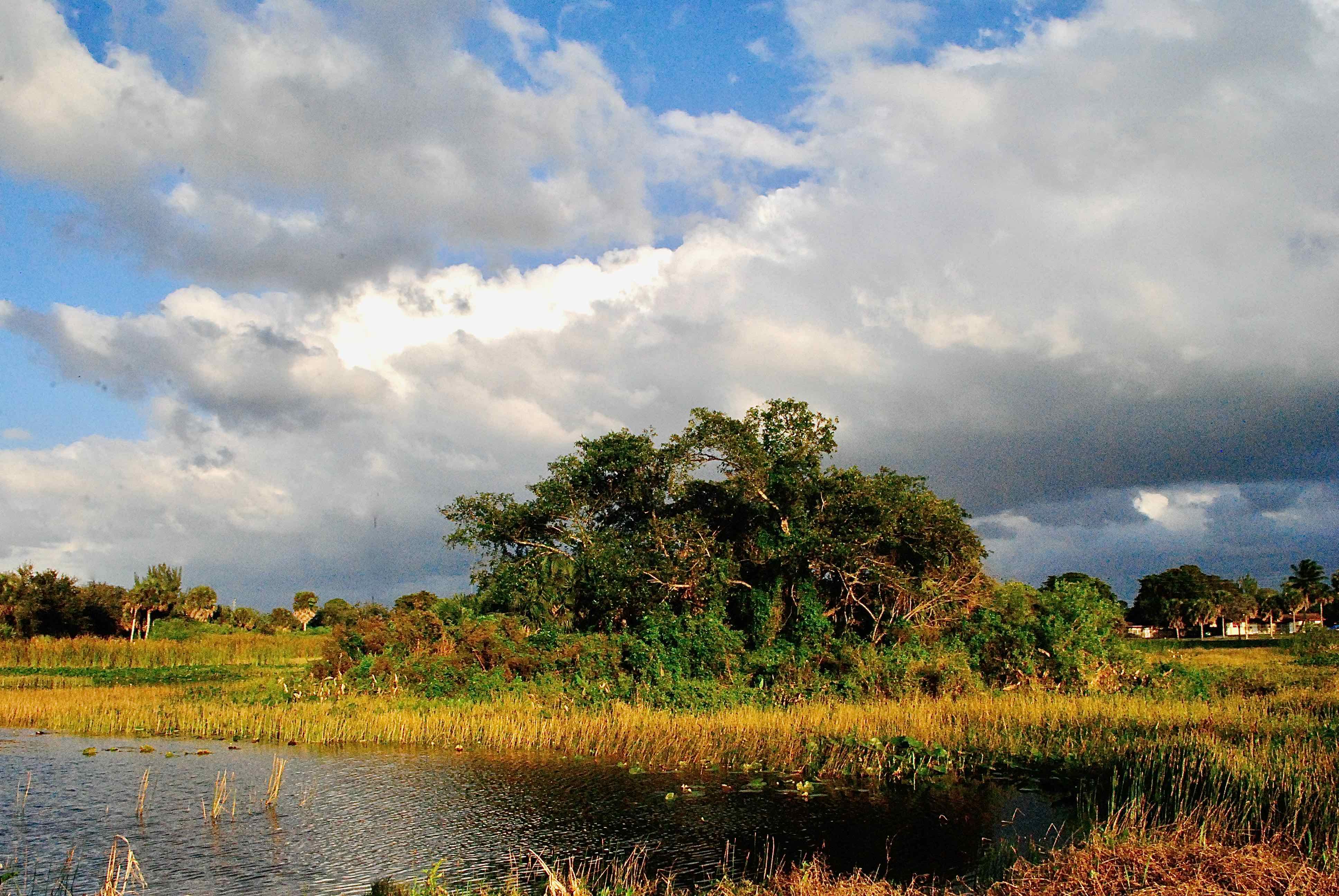wetland island