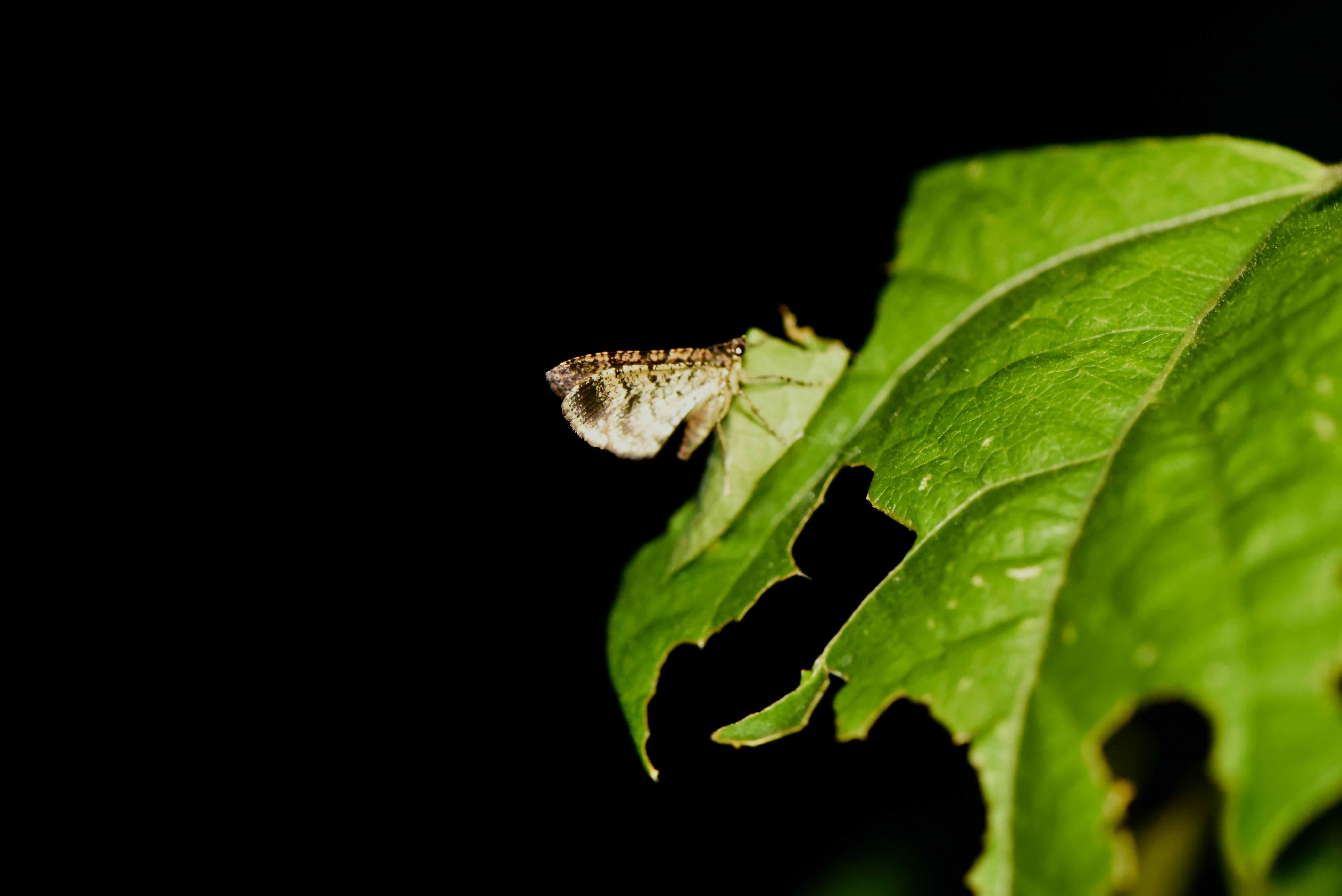 somber carpet moth