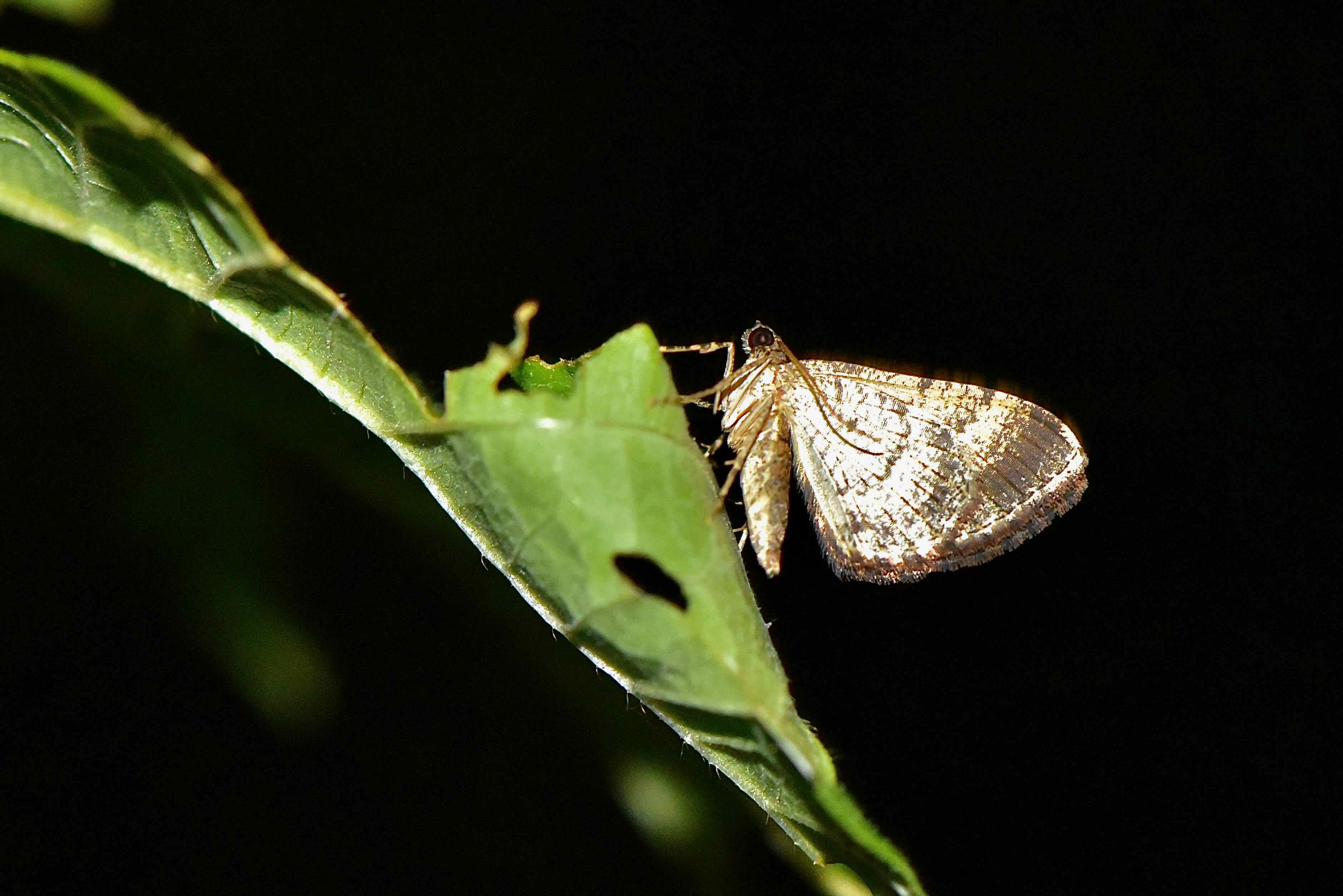 somber carpet moth