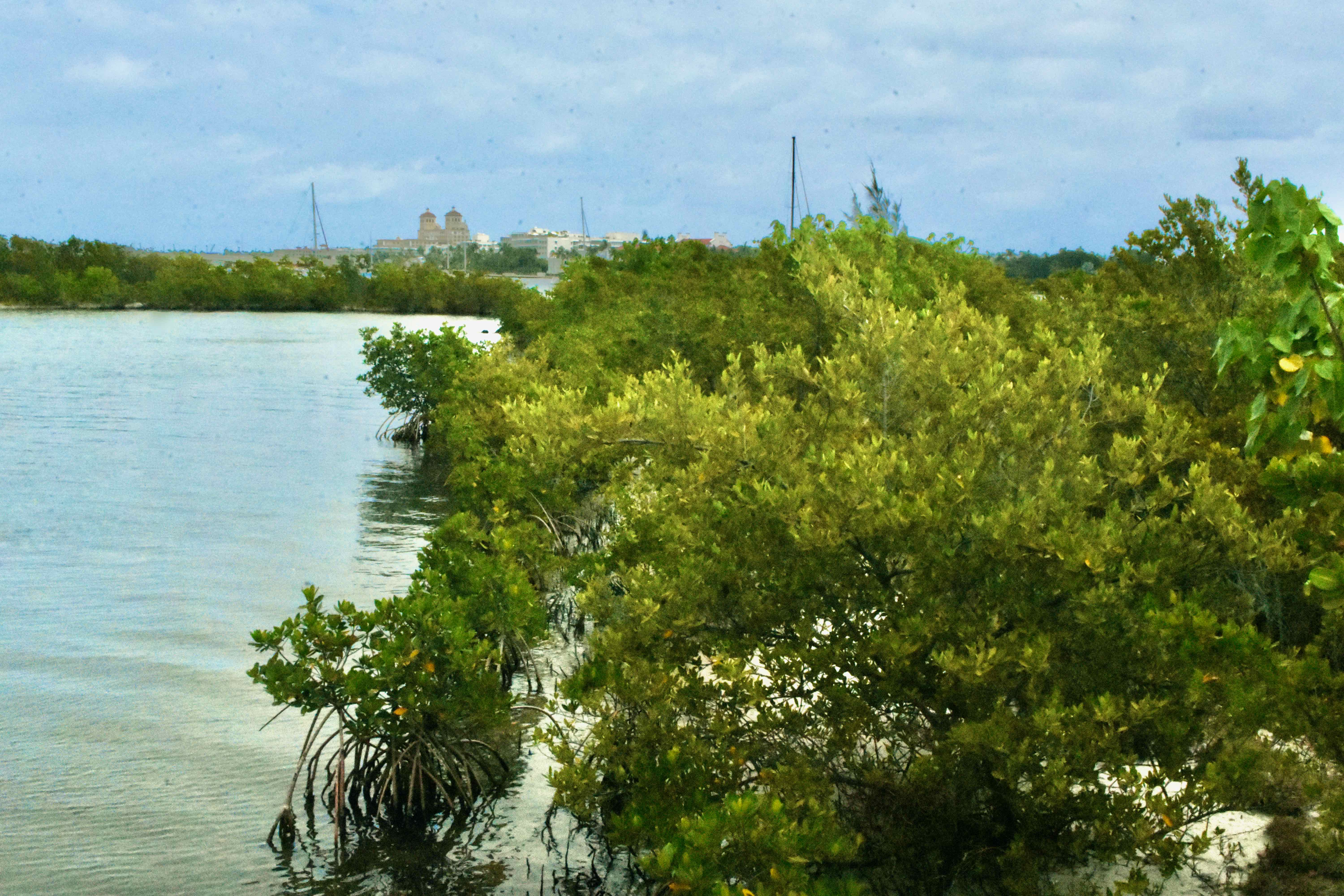 mature mangroves