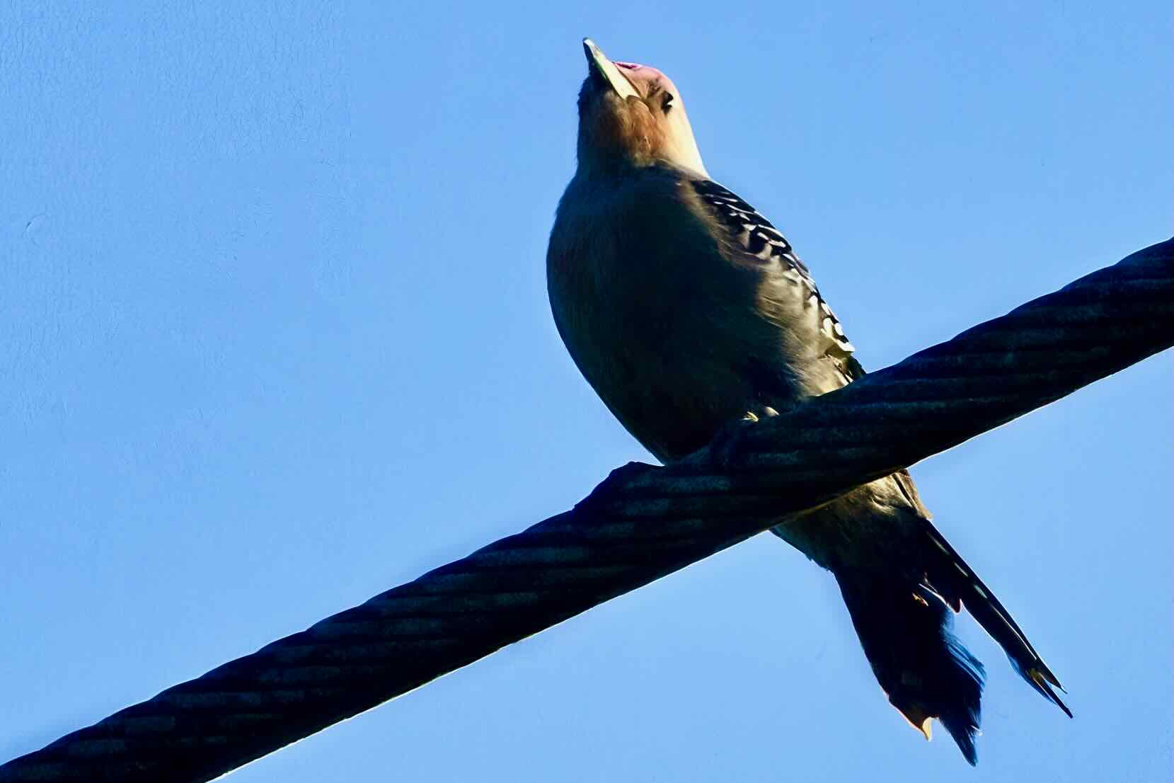 Red-Bellied Woodpecker