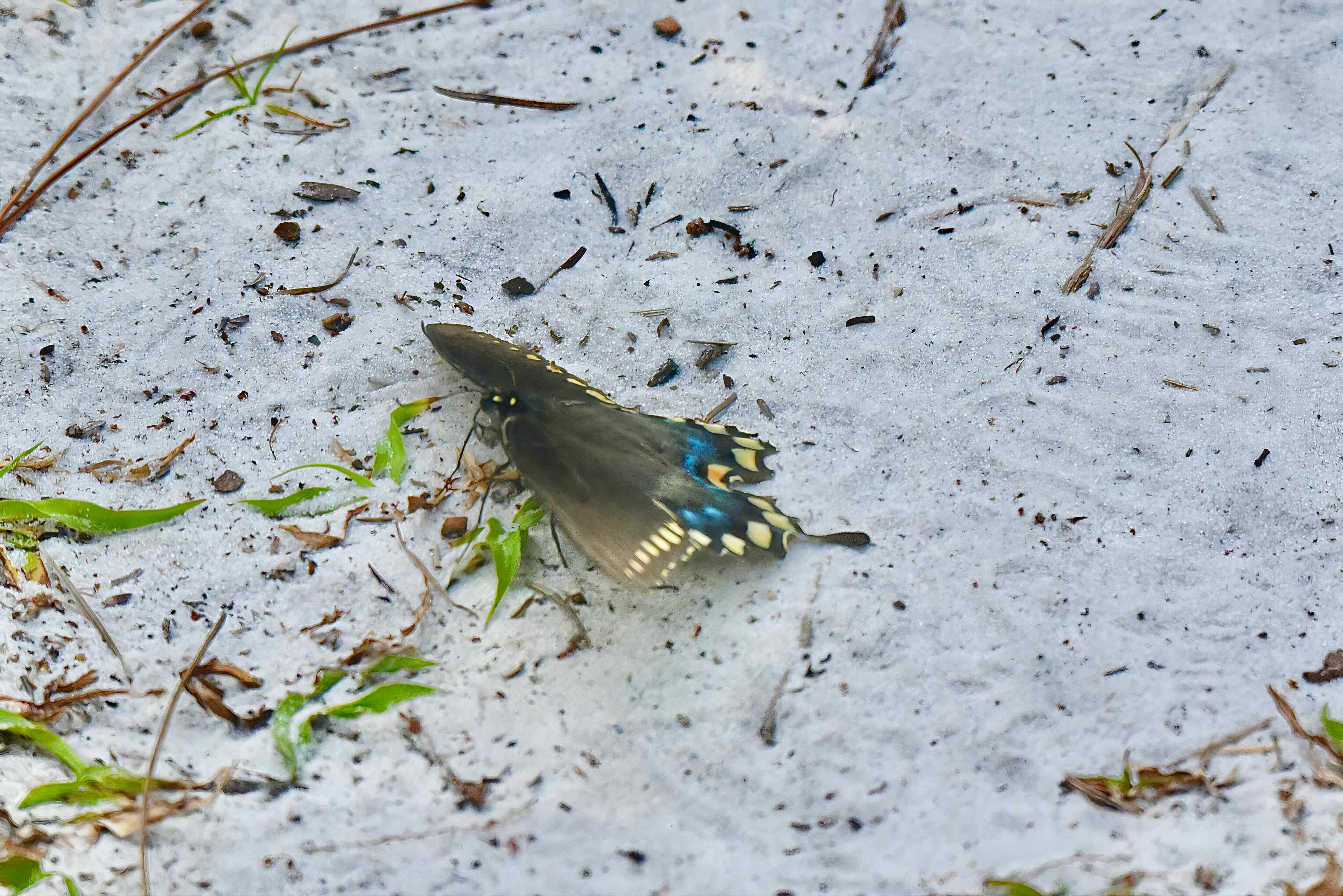 spicebush swallowtail