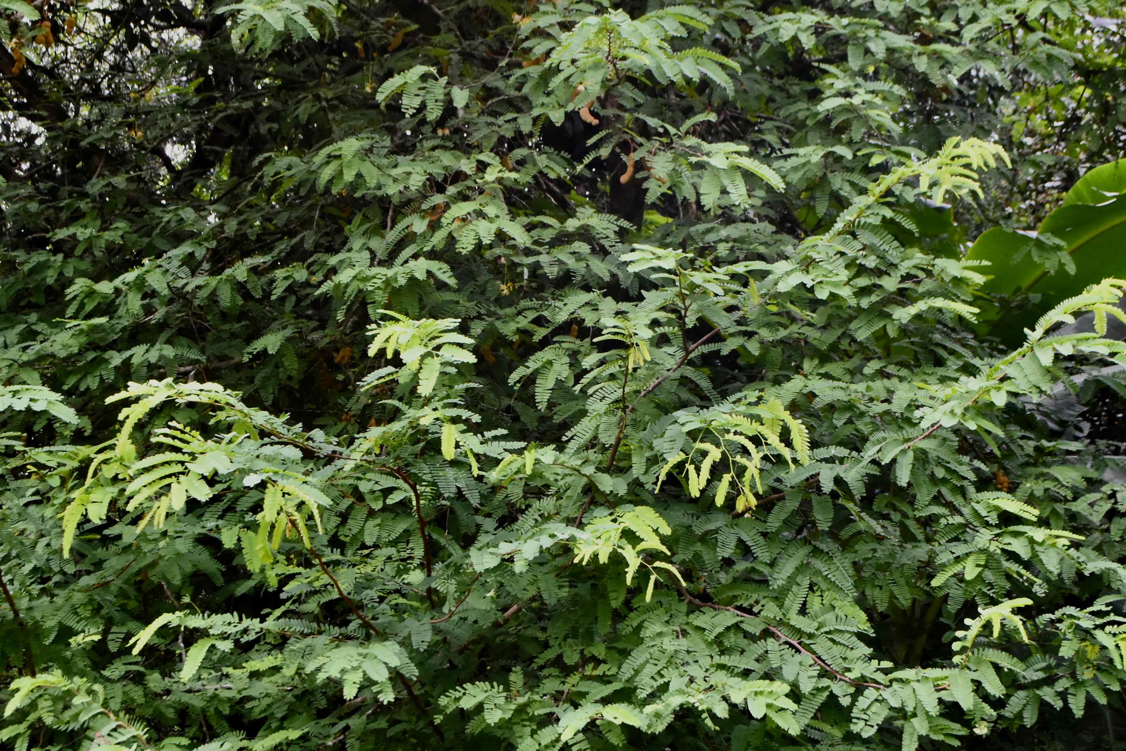 tamarind