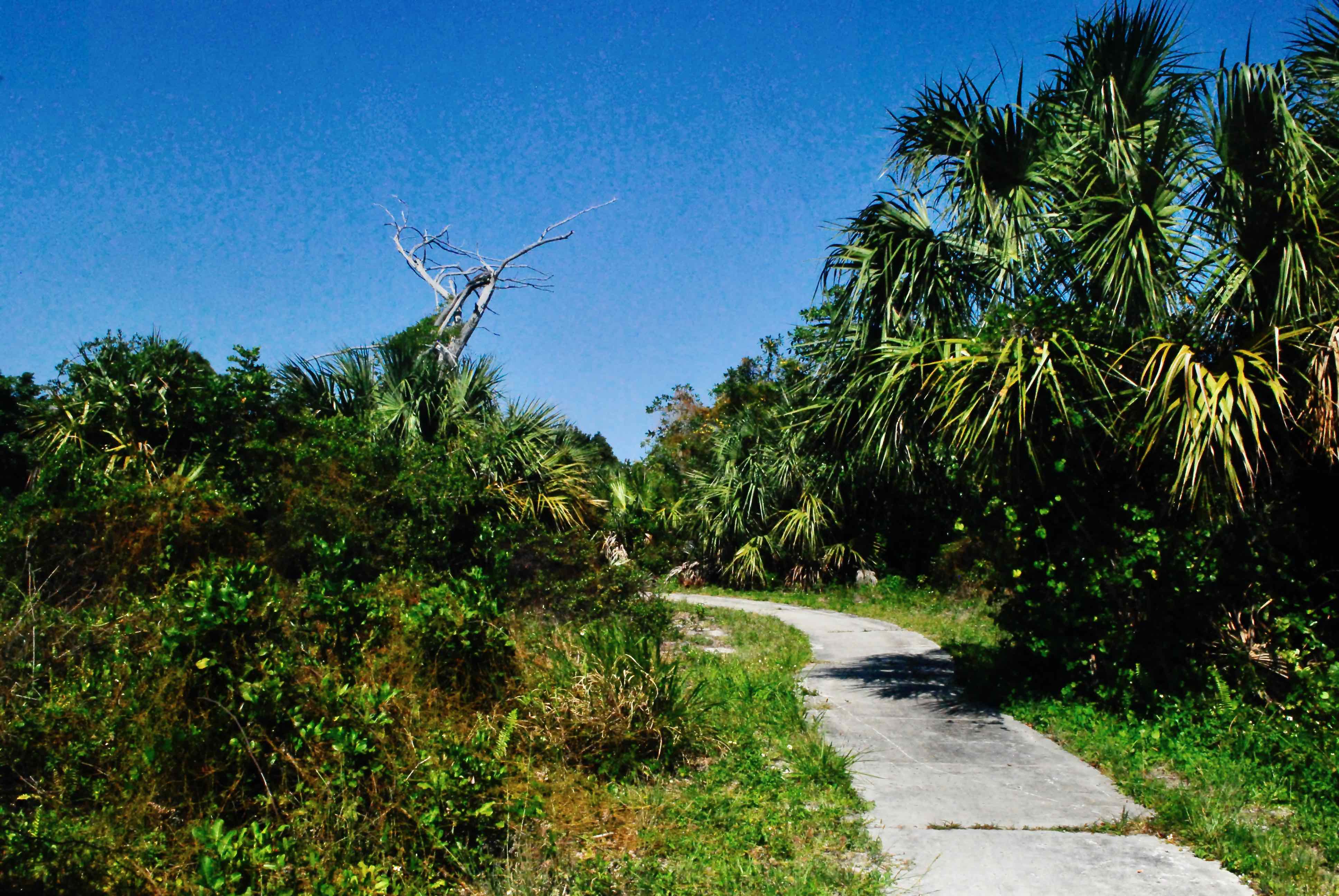 dead sand pine