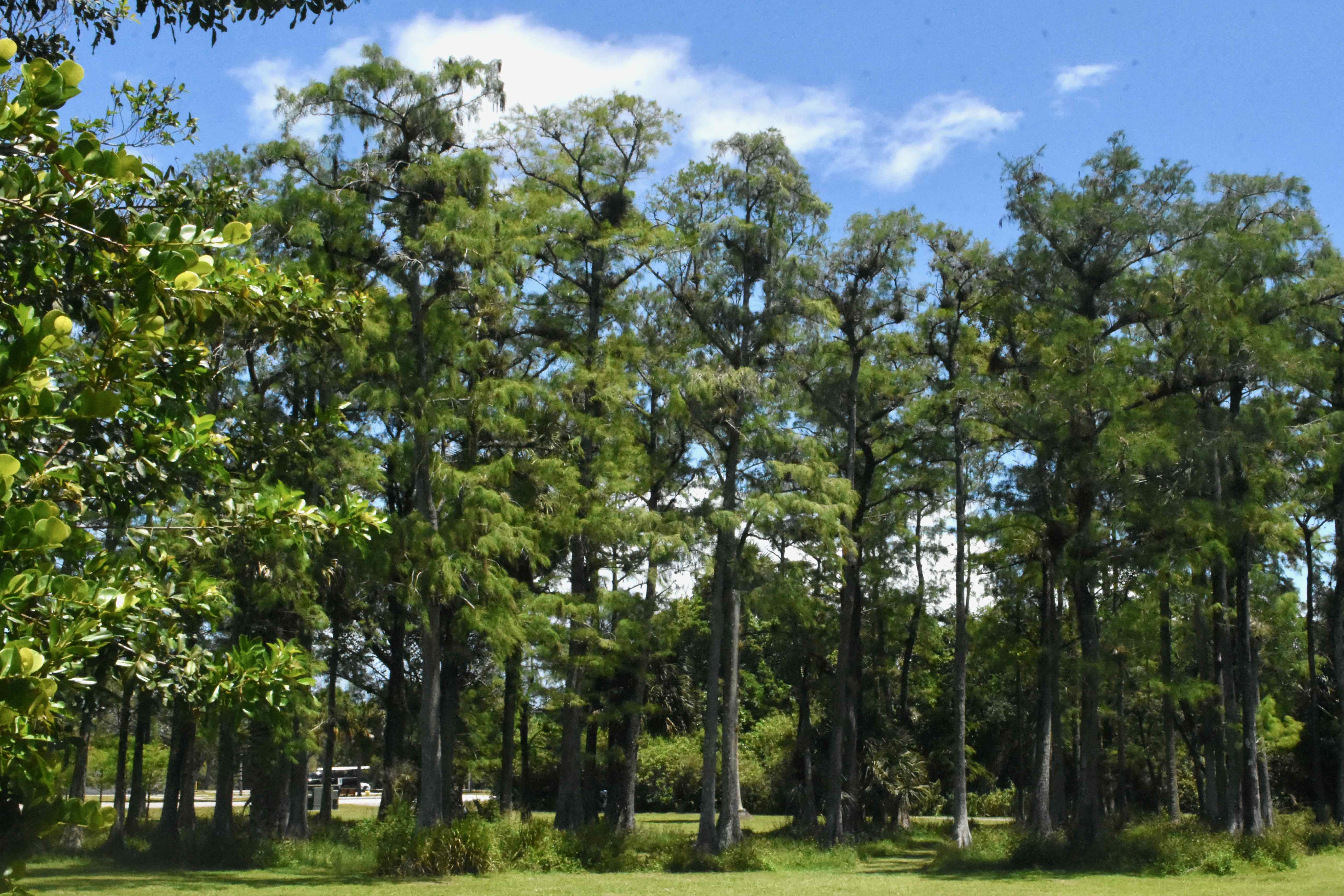 cypress trees