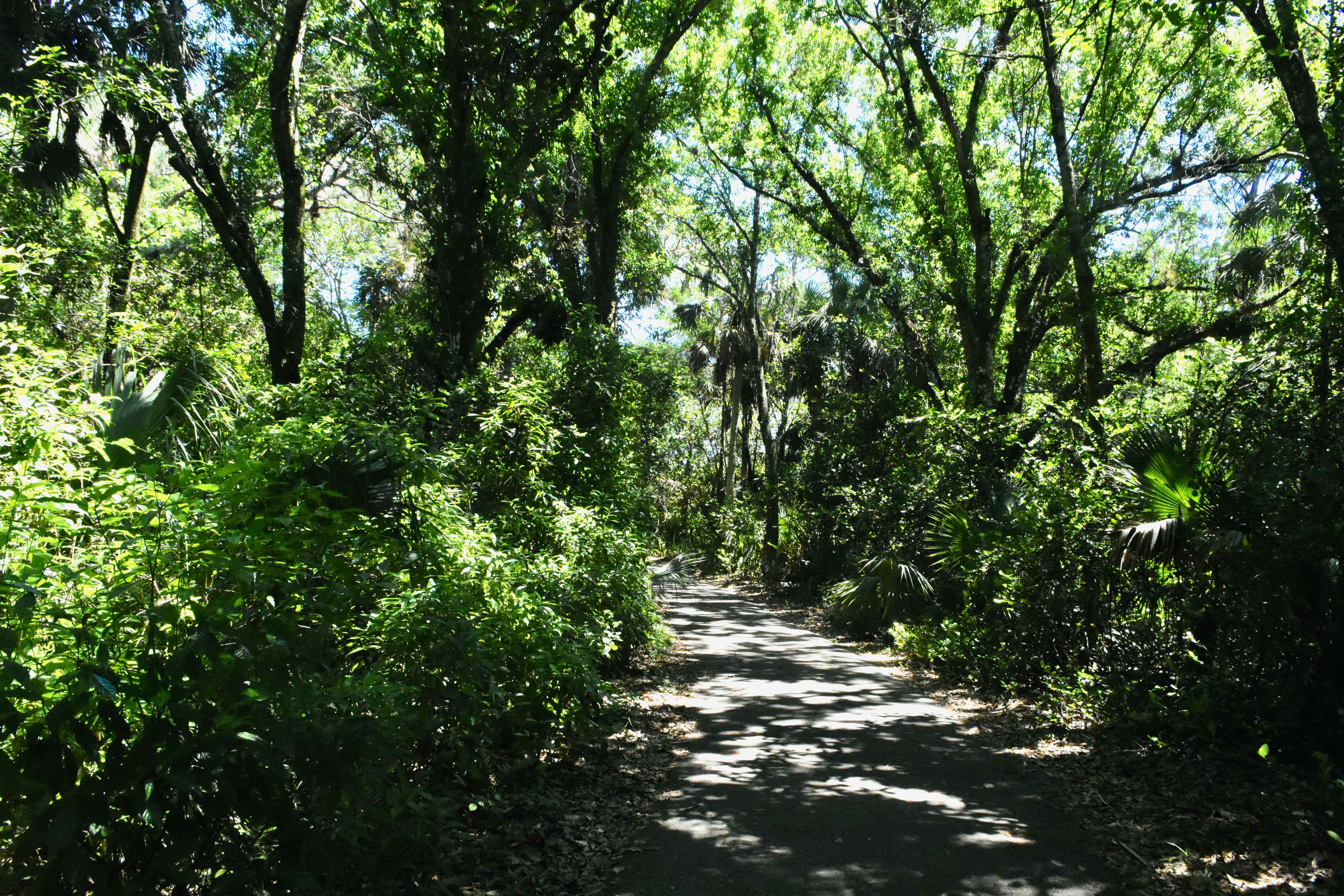 trail through woods