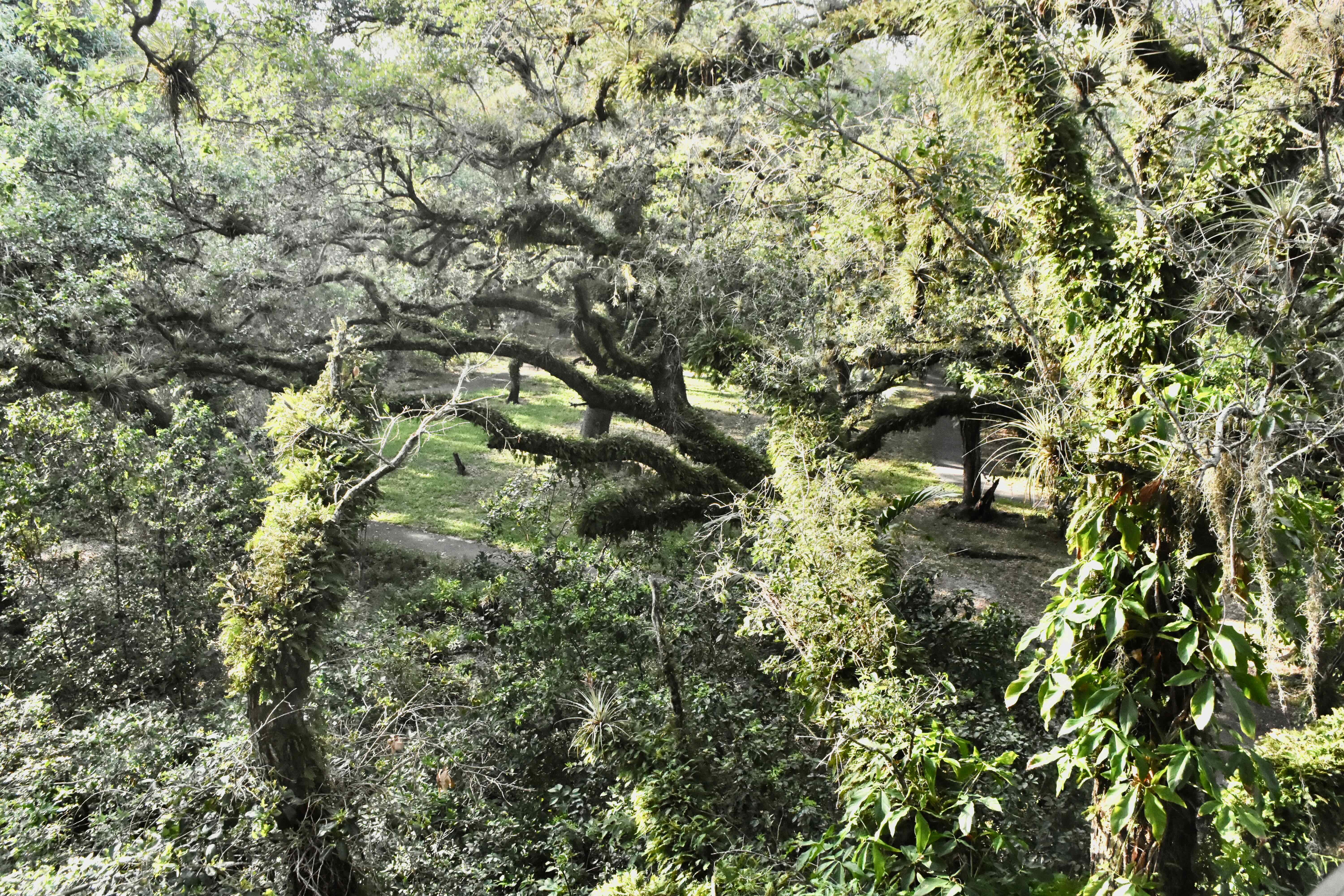tree top view