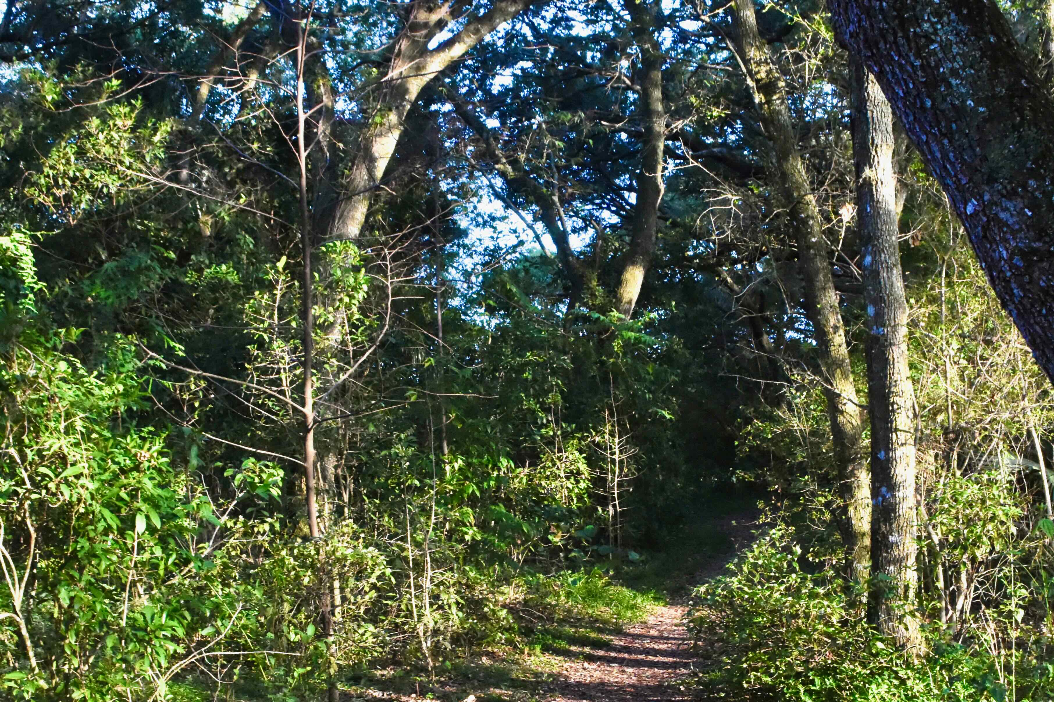 wooded path