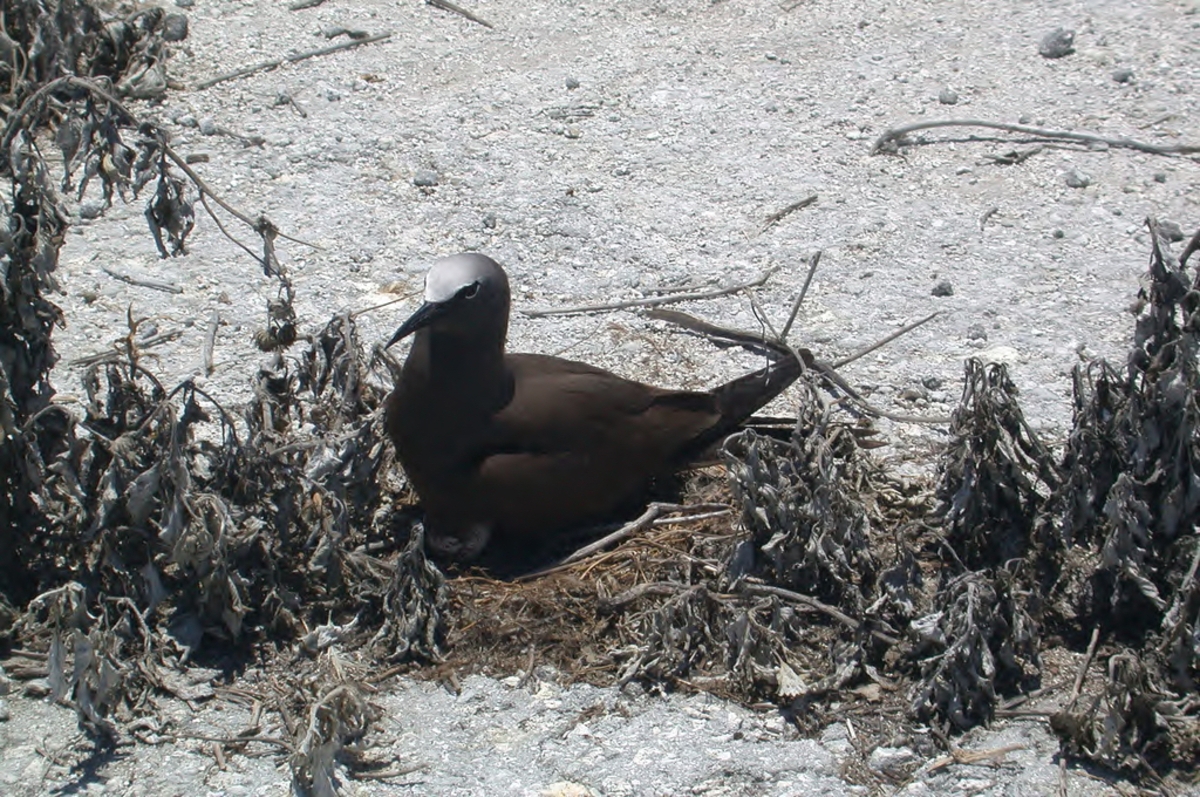 nesting brown noddy