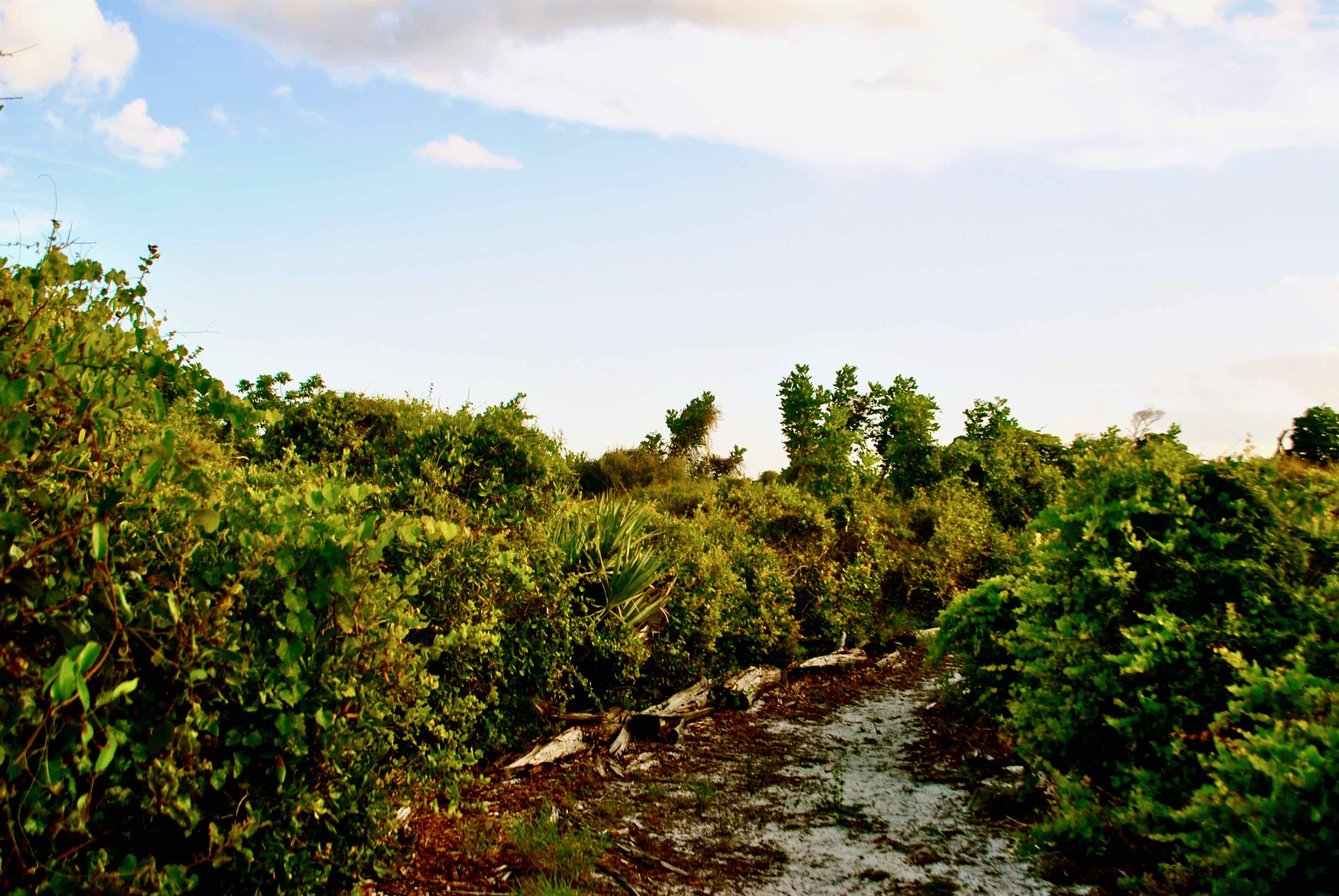 scrub oaks
