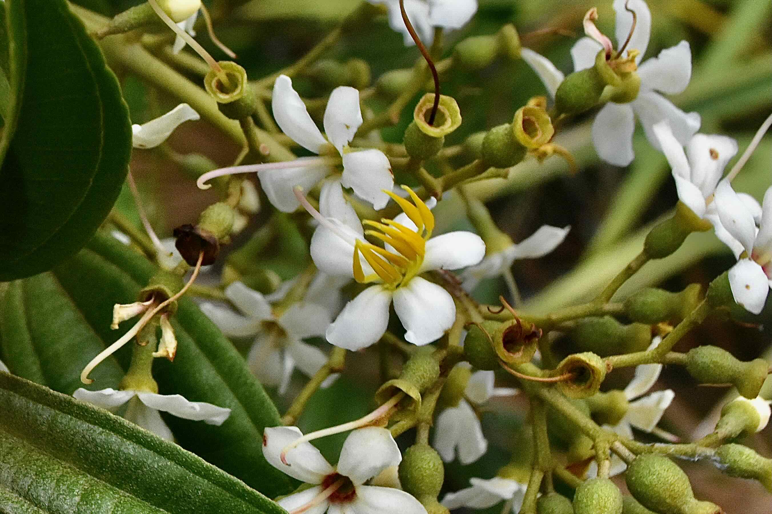 west indian lilac