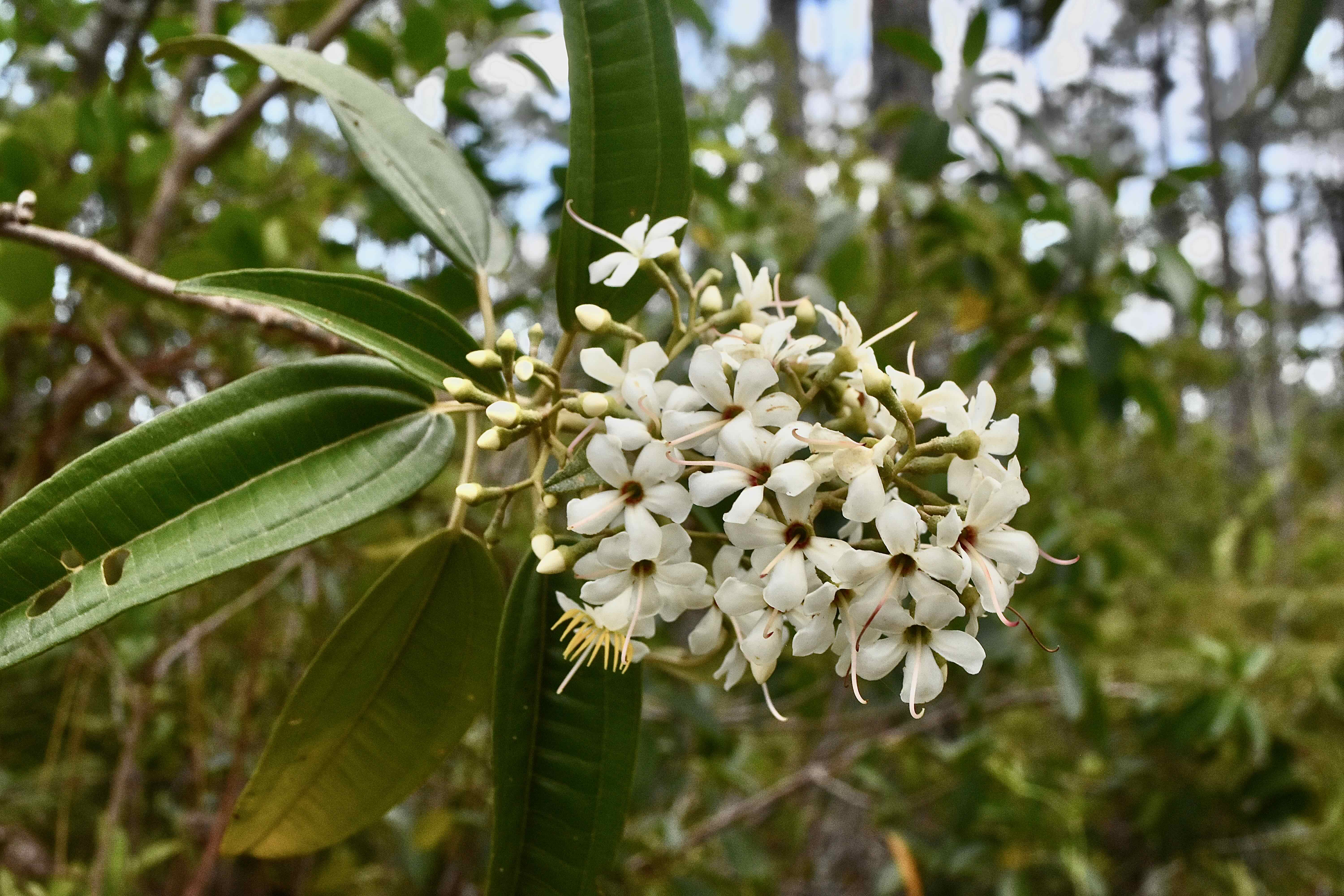 west indian lilac