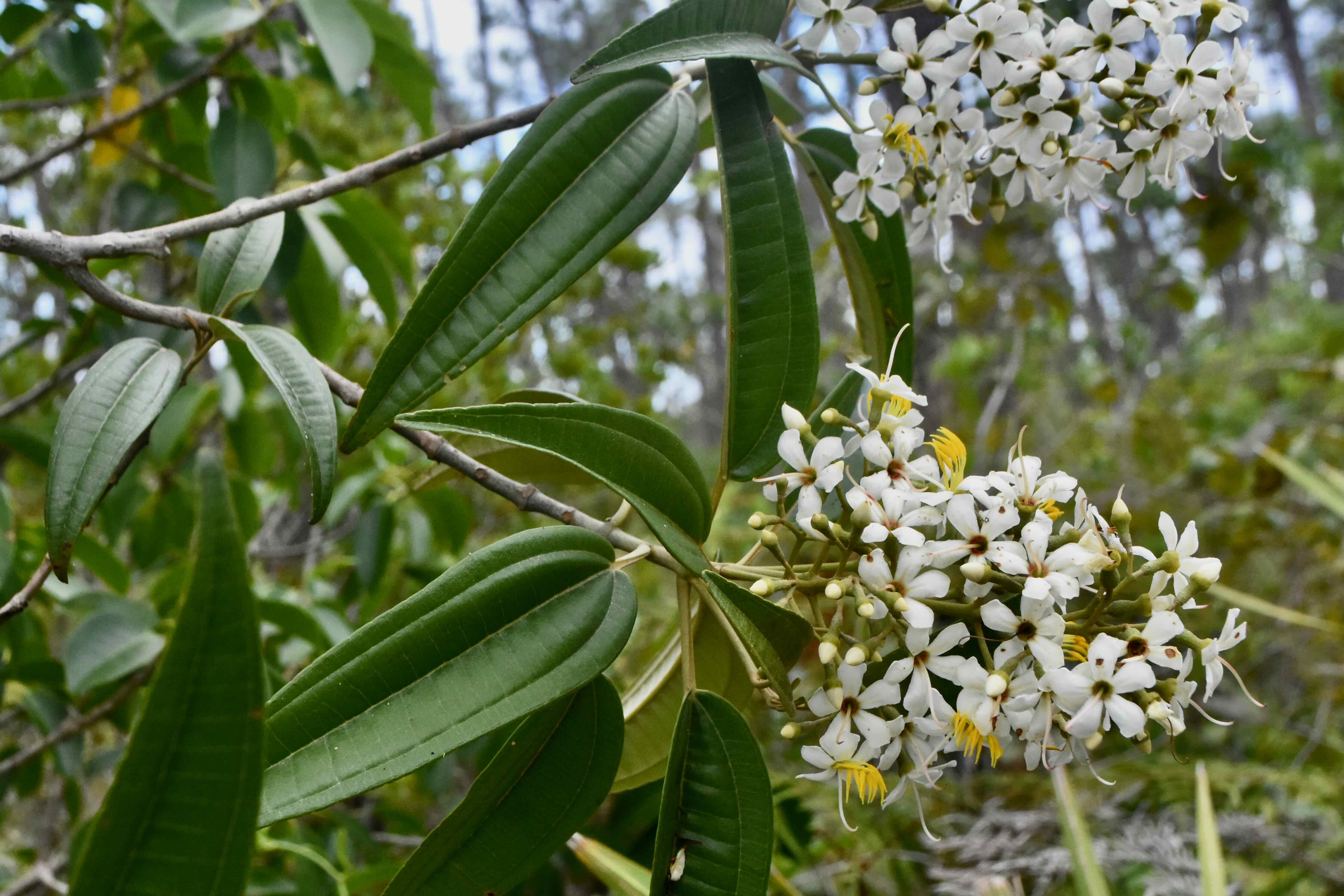 west indian lilac