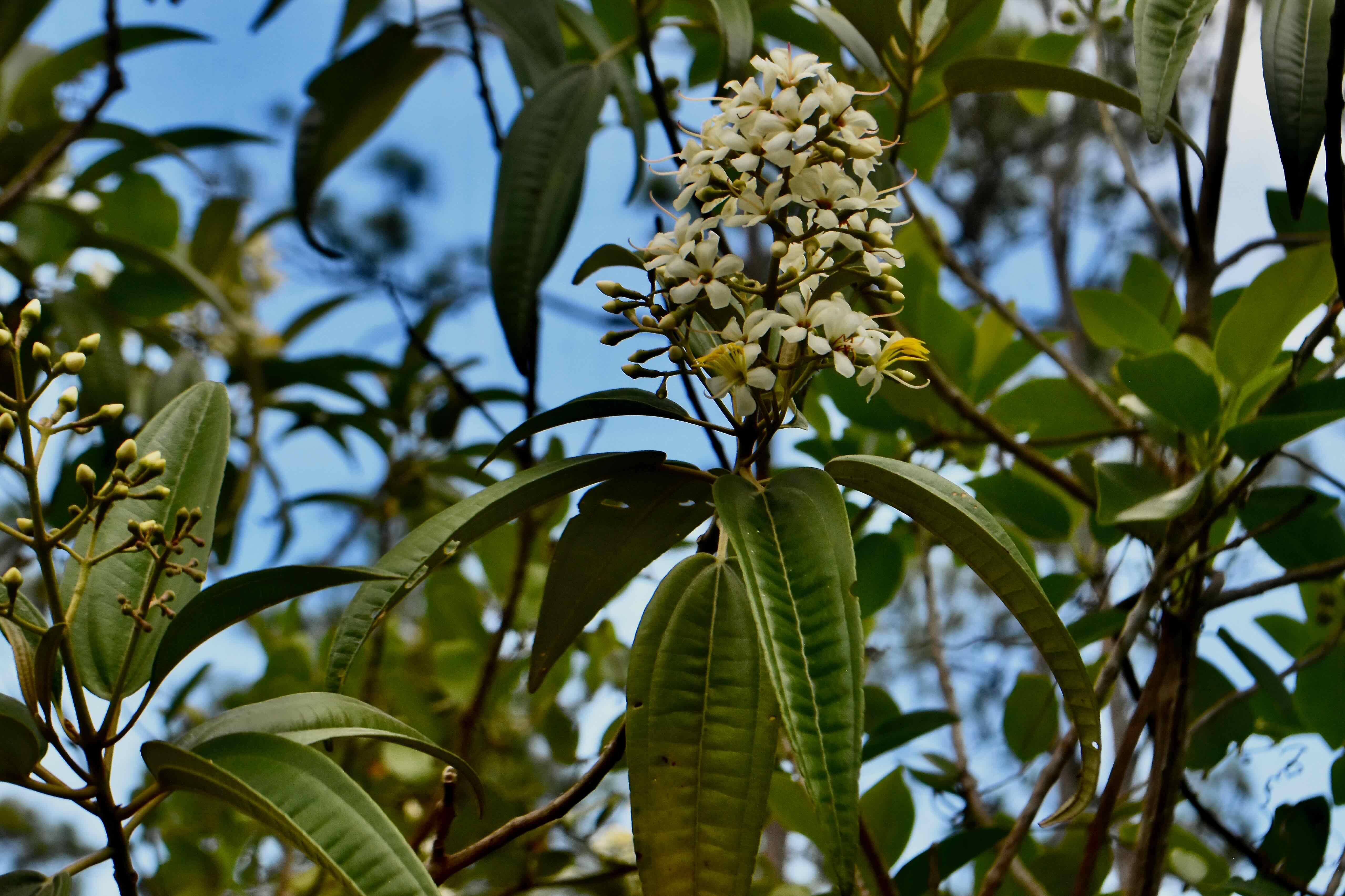 west indian lilac