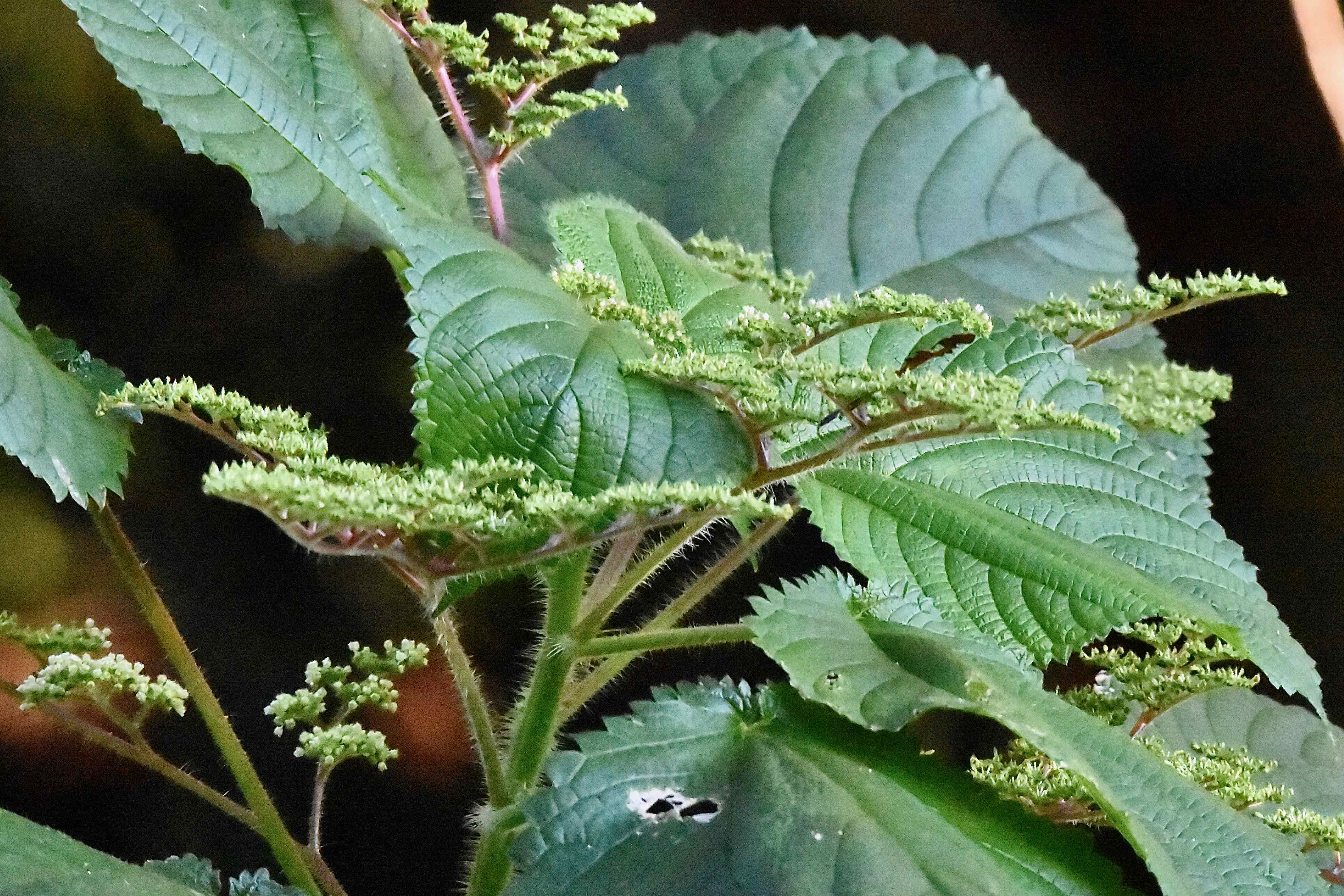 West Indian Wood Nettle