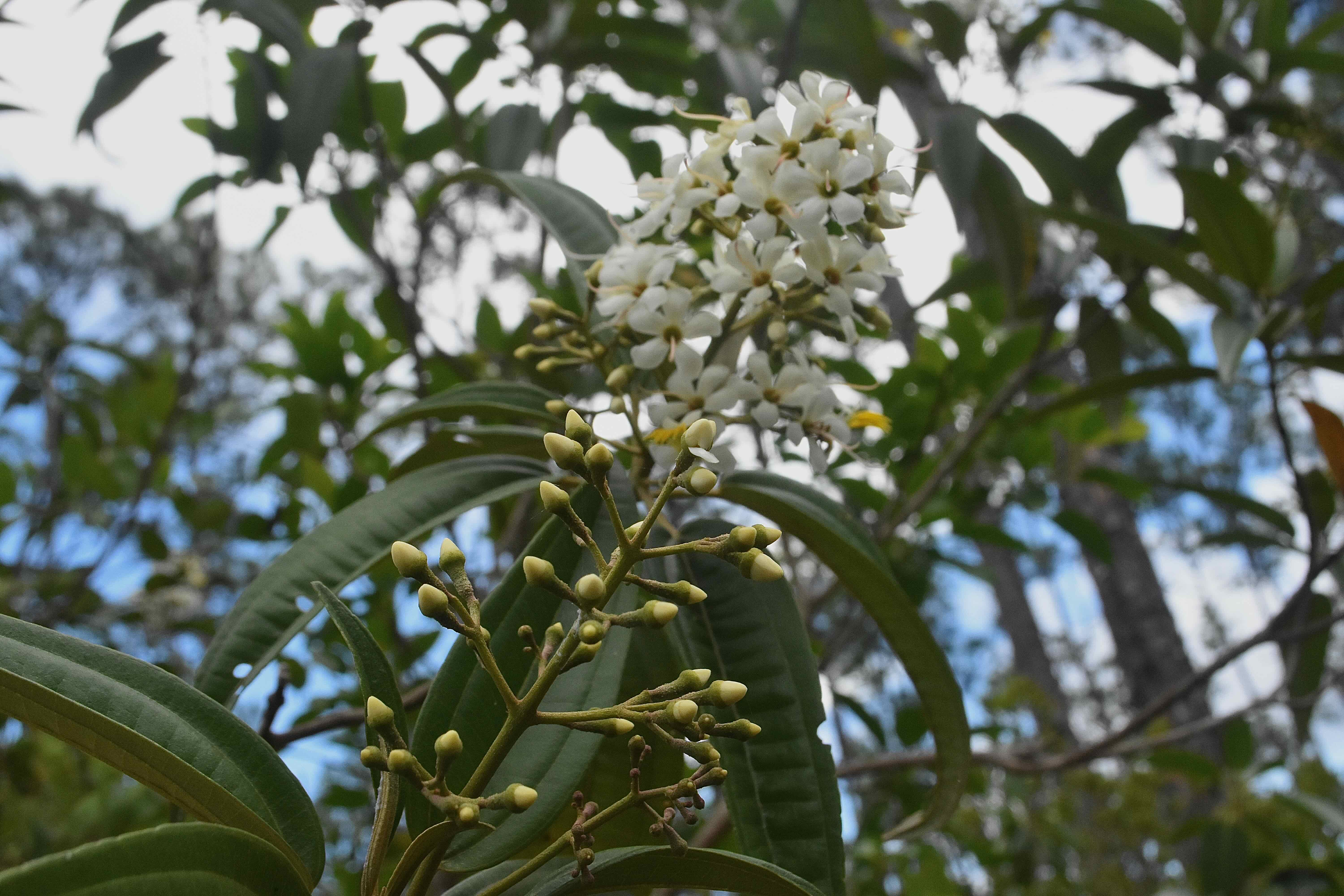 west indian lilac