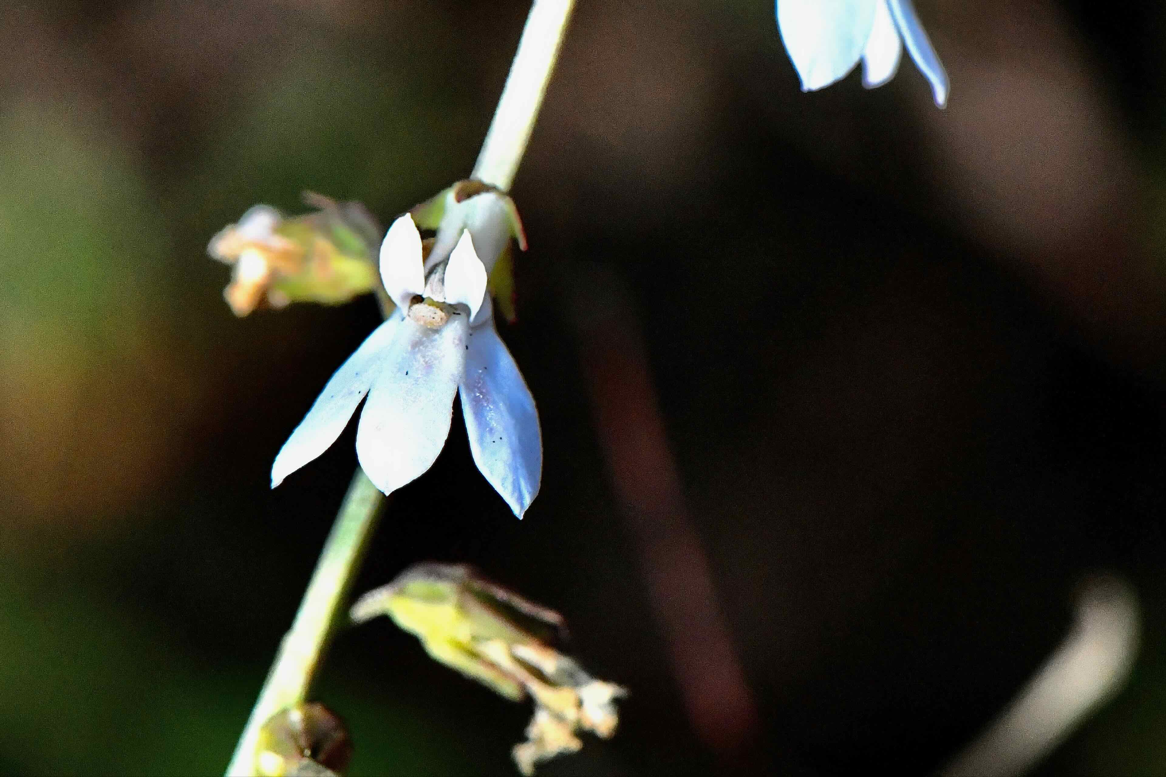 White Lobelia