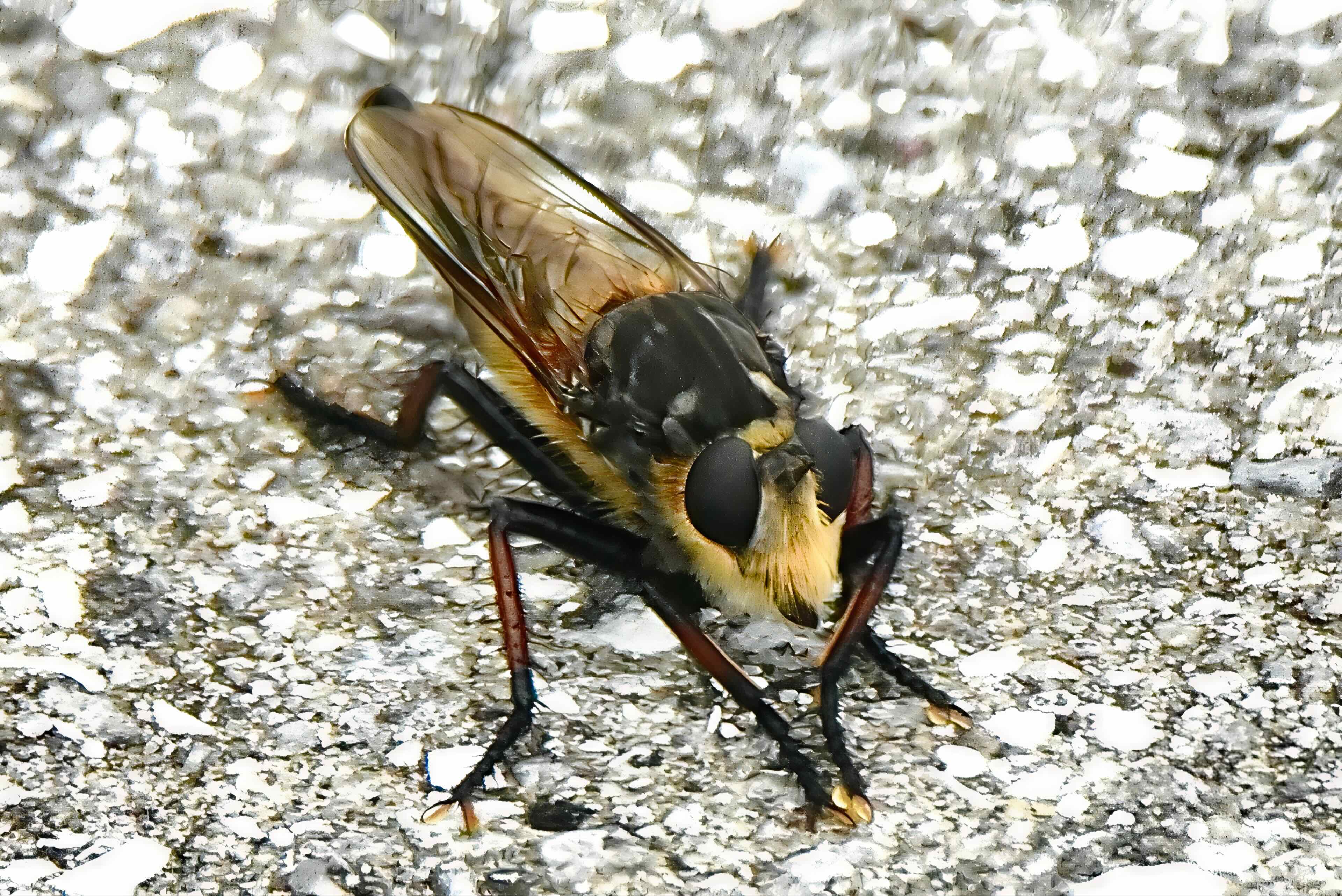 white sand marauder robber fly