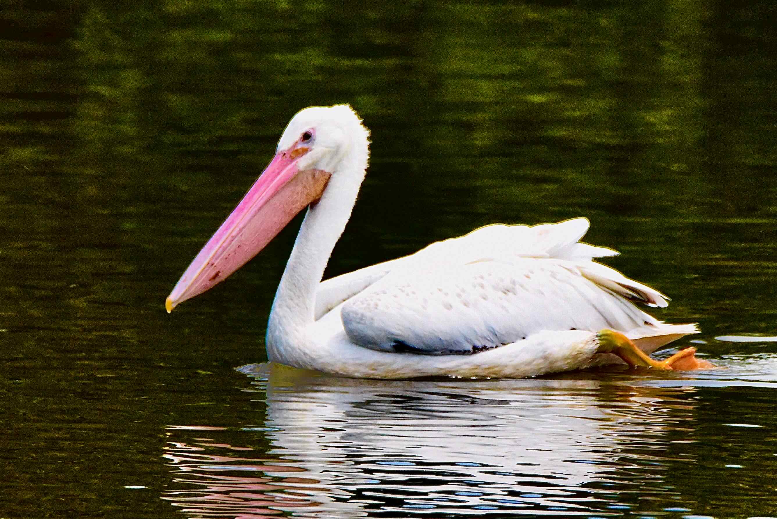white pelican