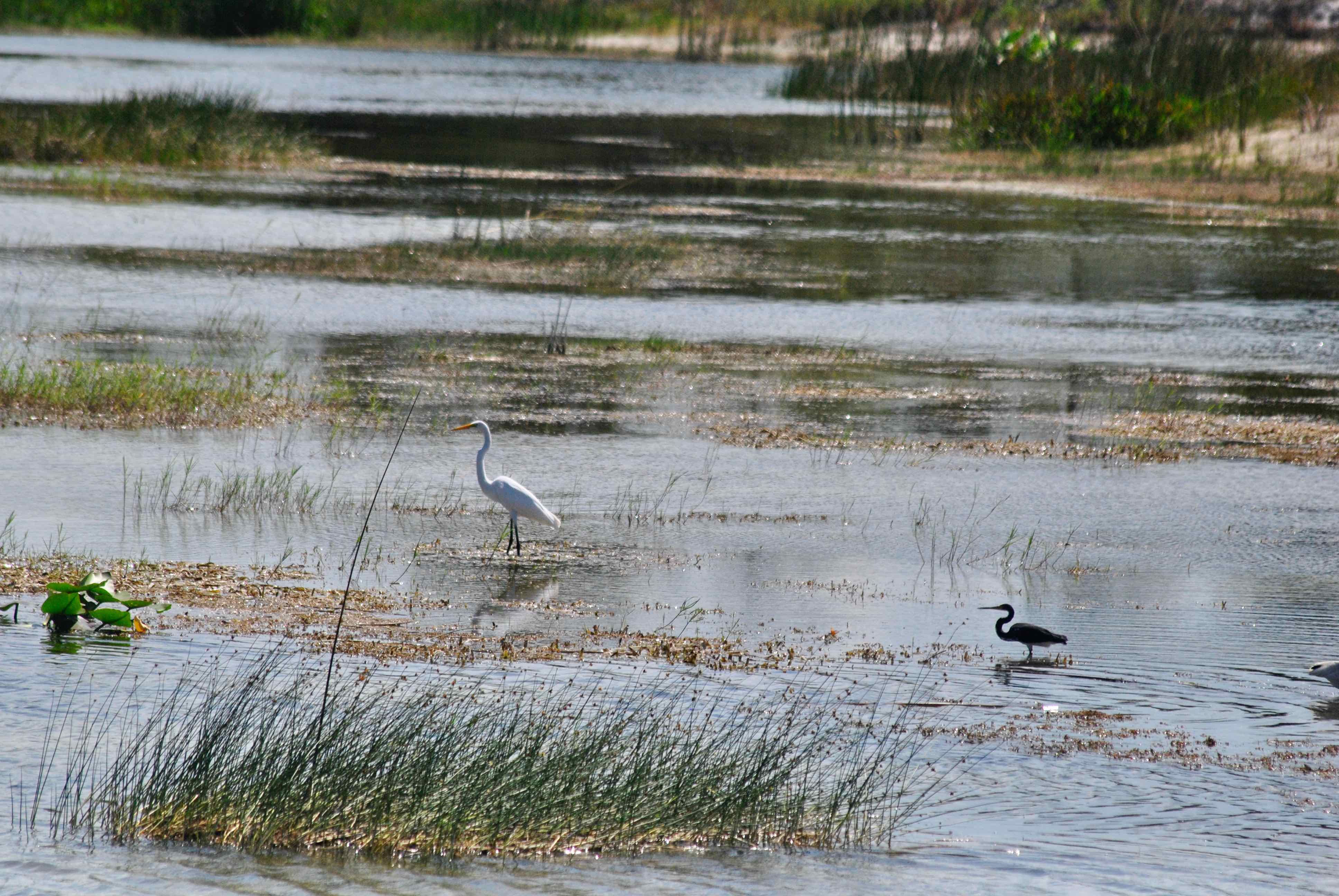 marsh and birds