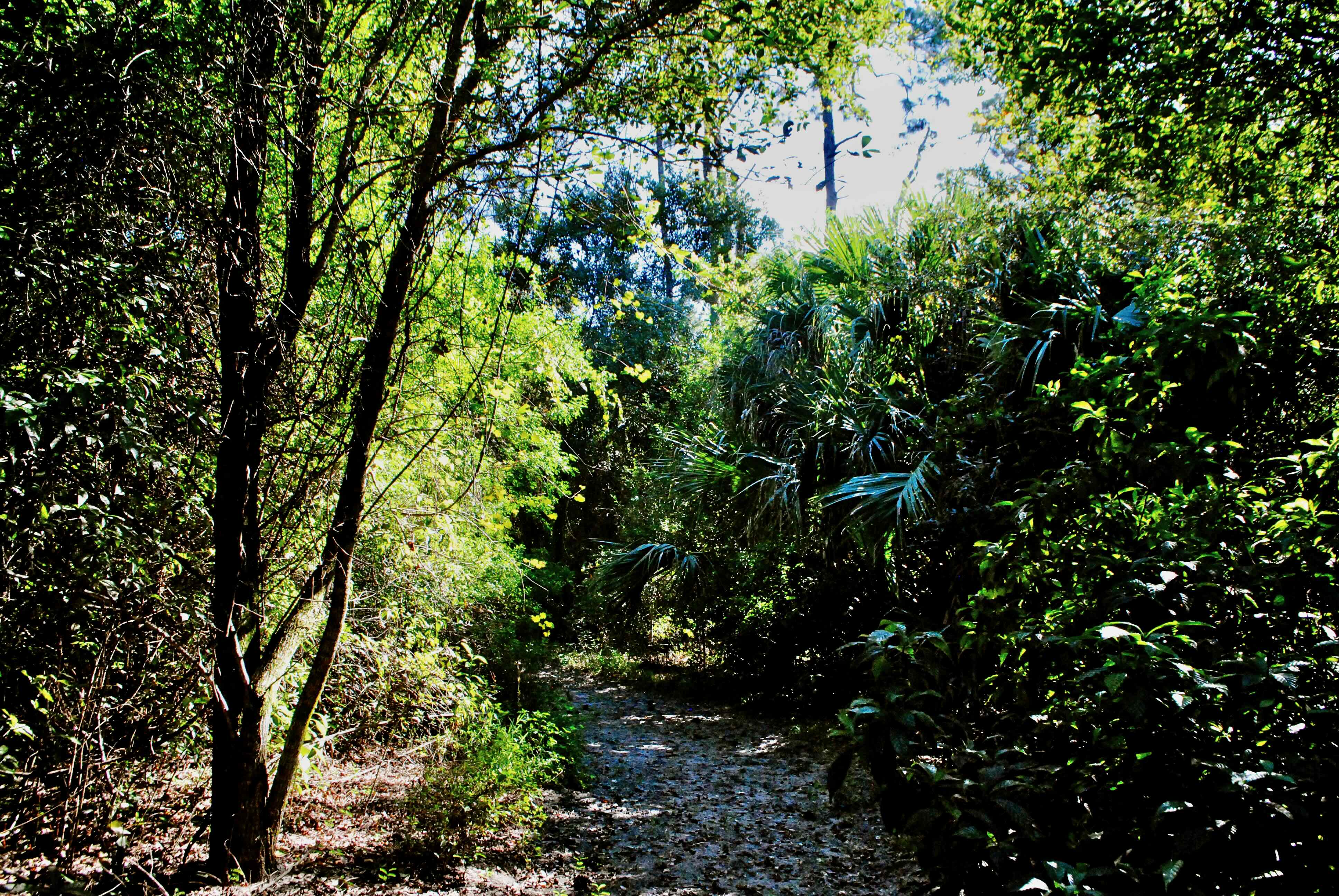 dirt trail