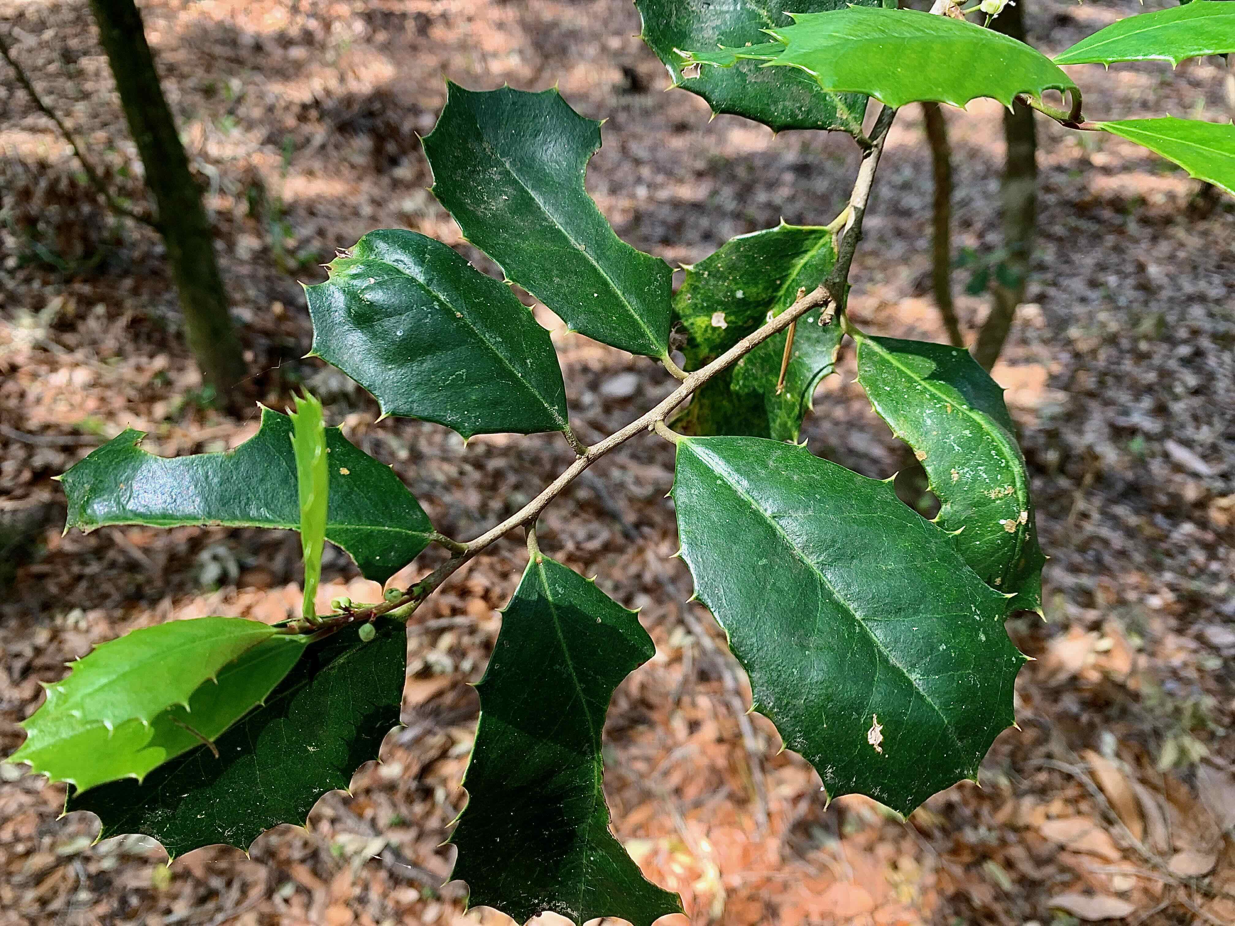 american holly