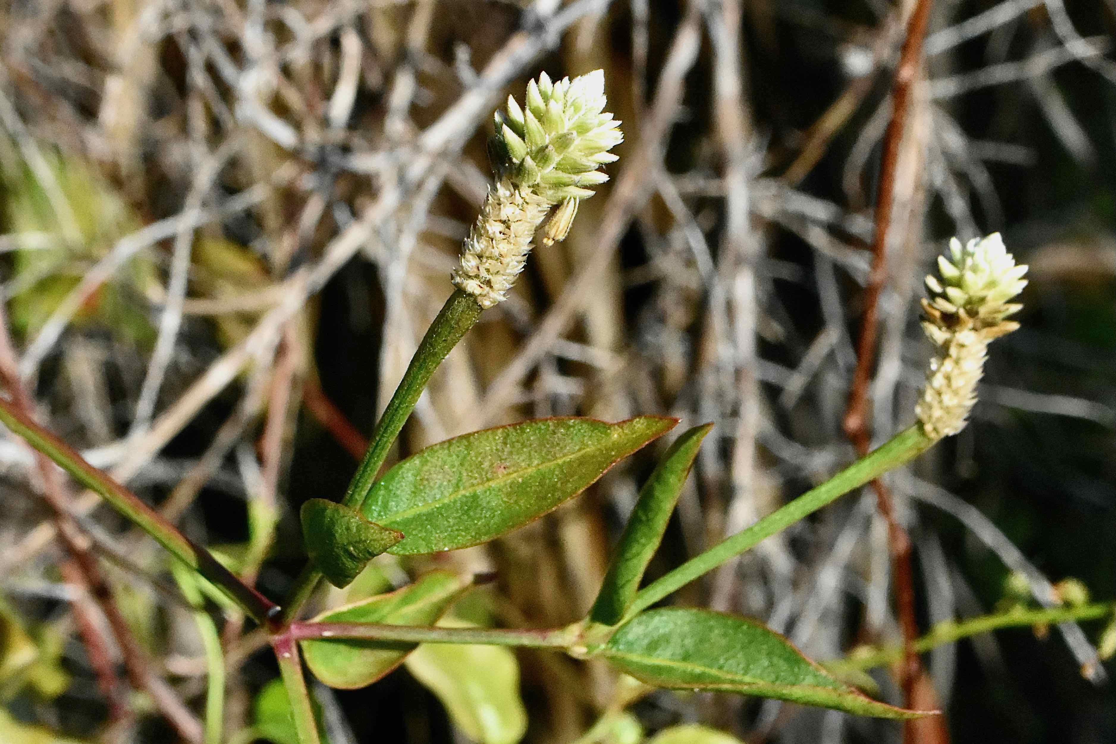yellow joyweed