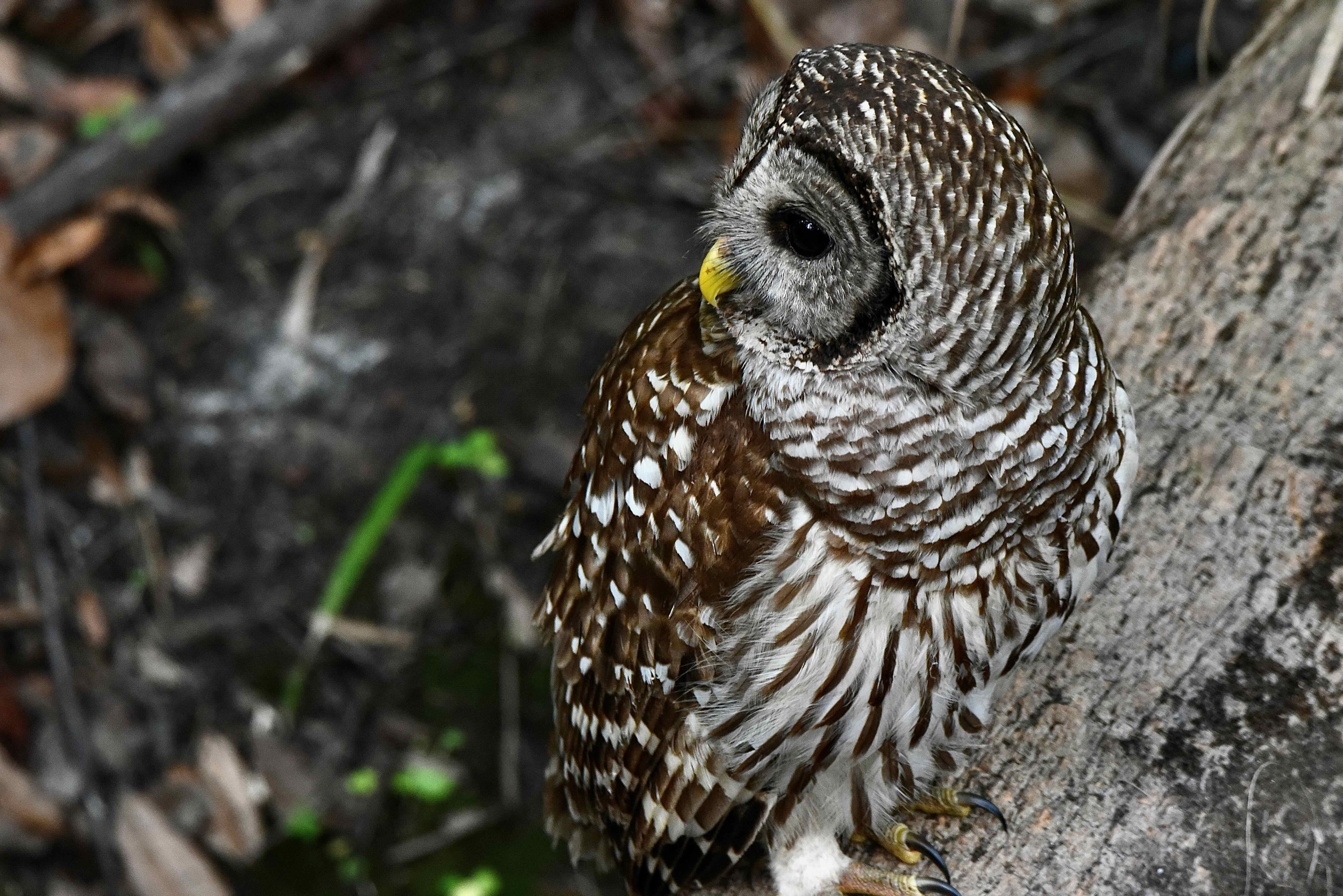 barred owl