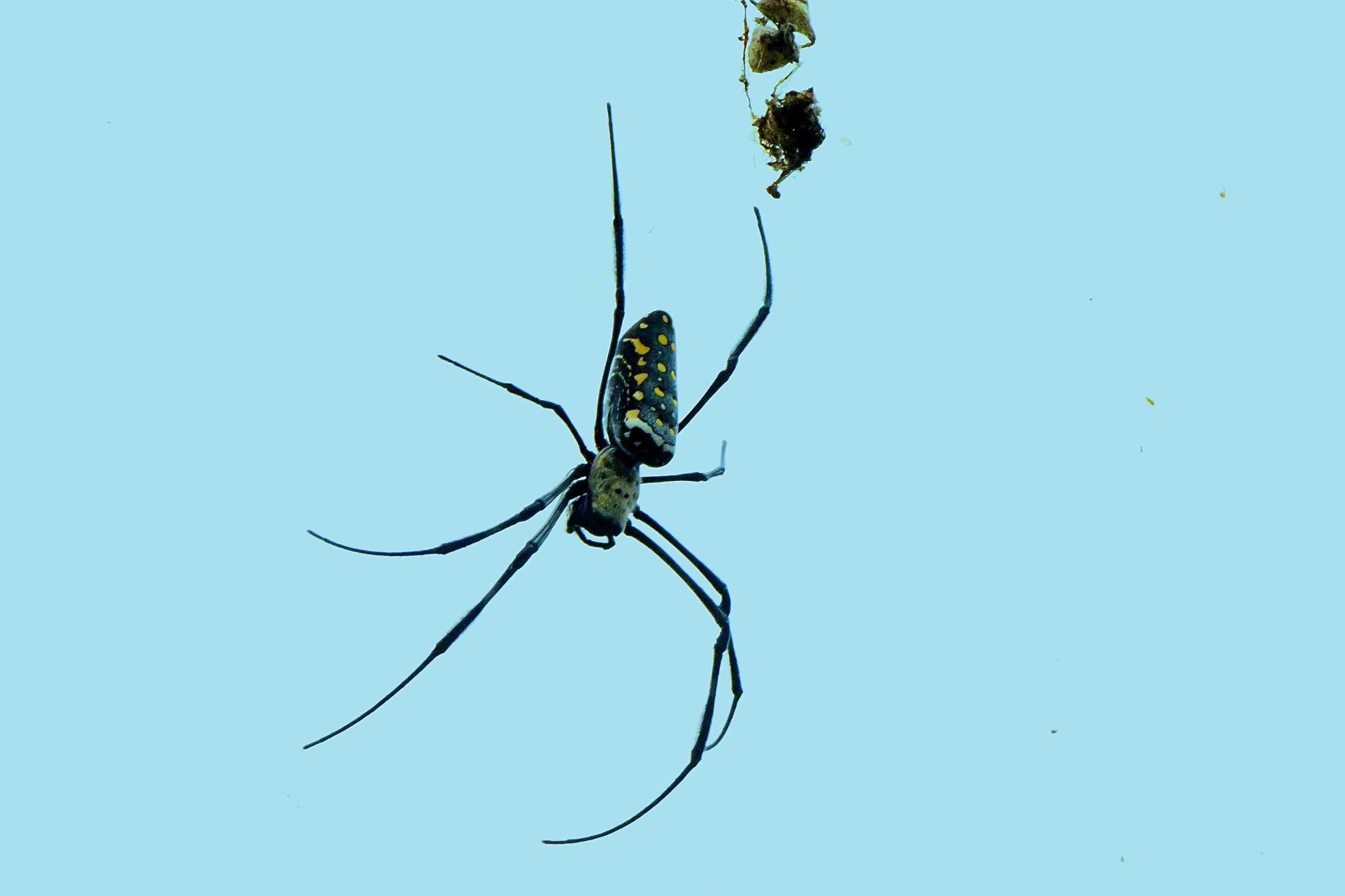 batik golden web spider