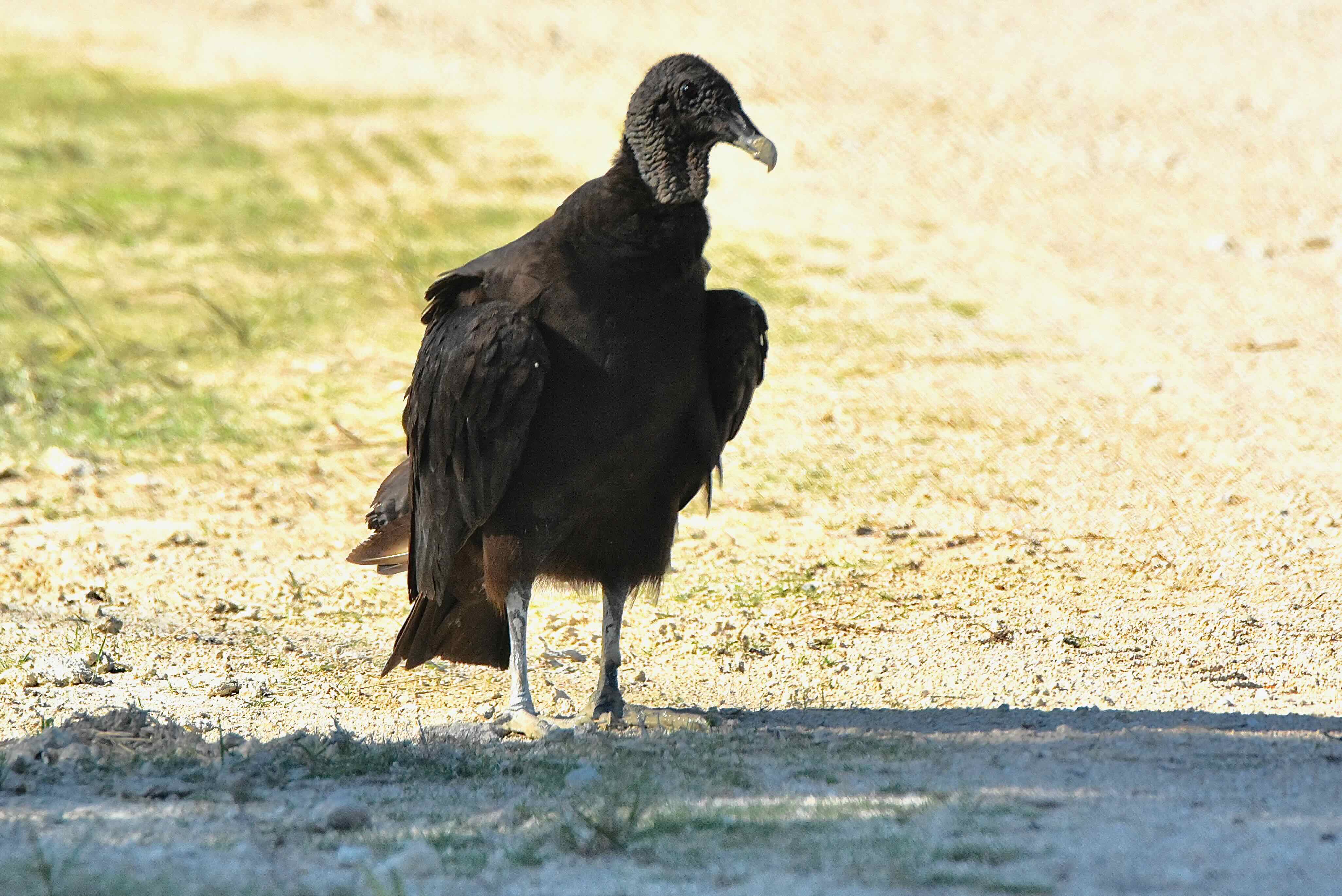 black vulture