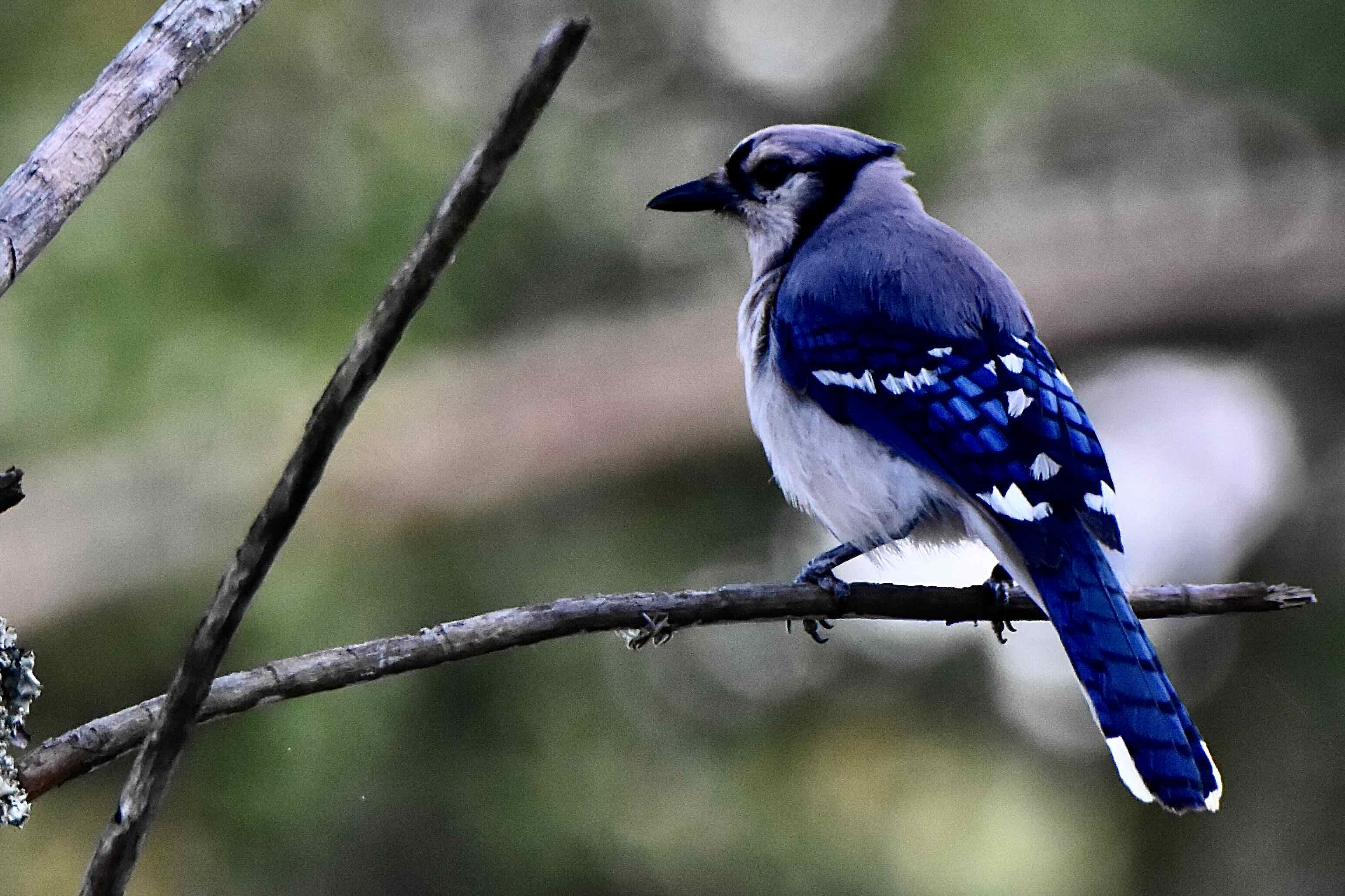 blue jay