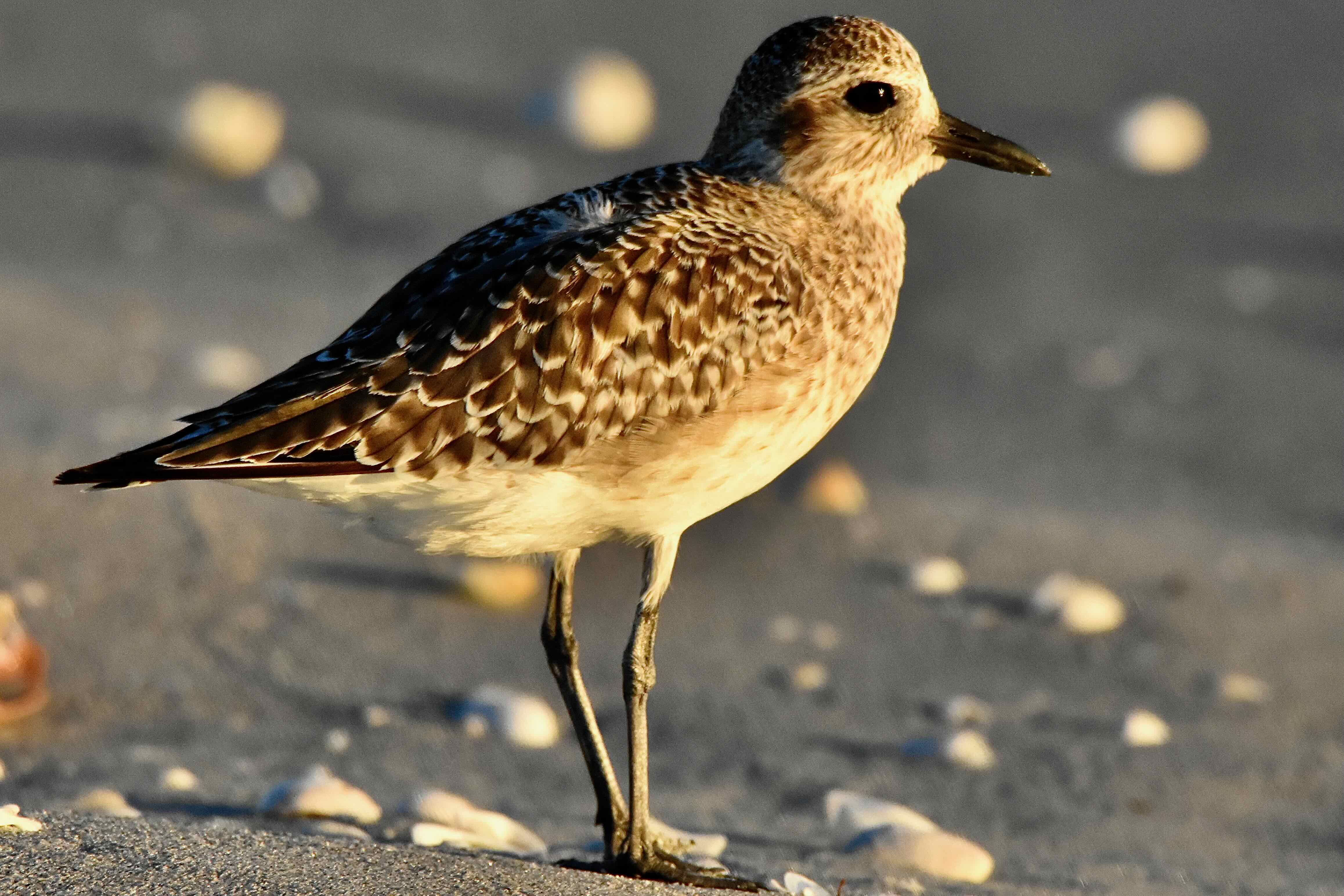 black-bellied plover