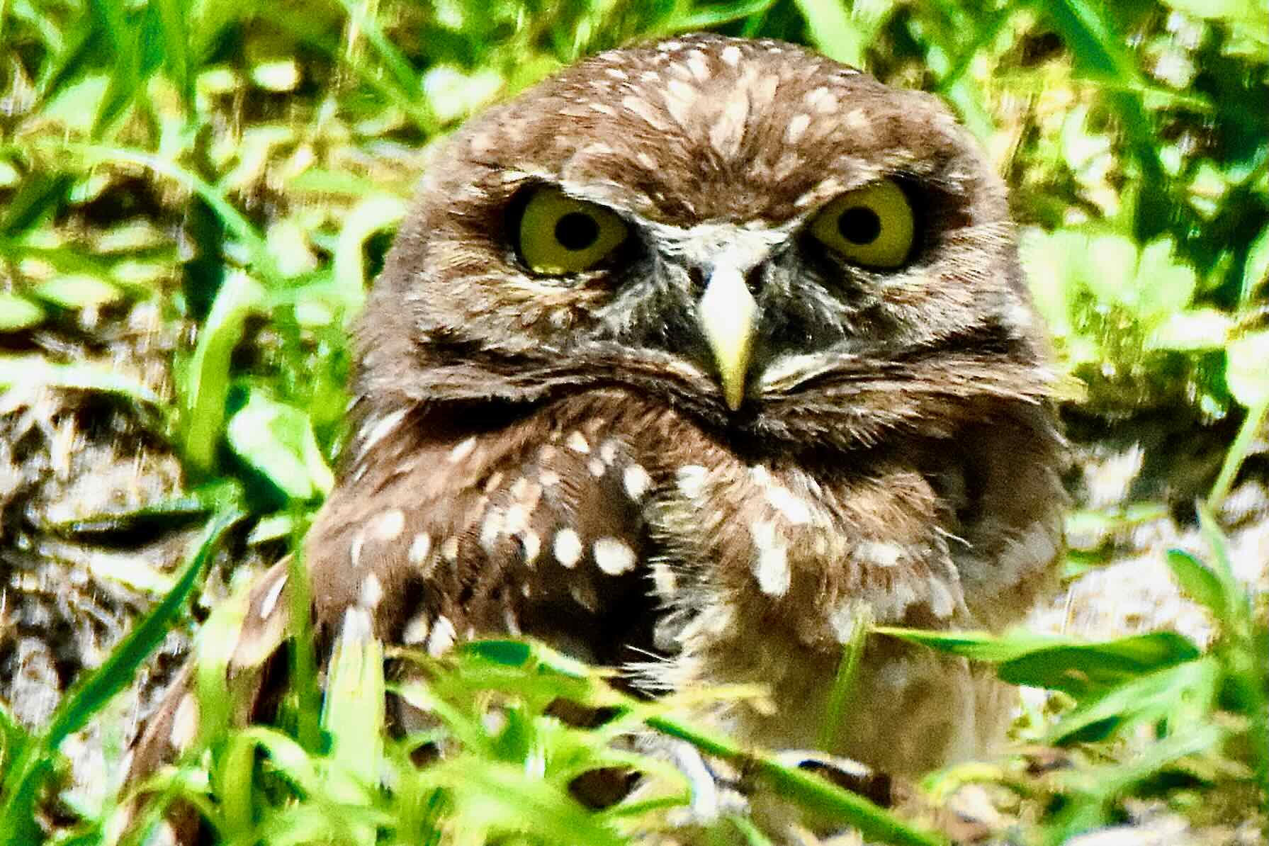 burrowing owl