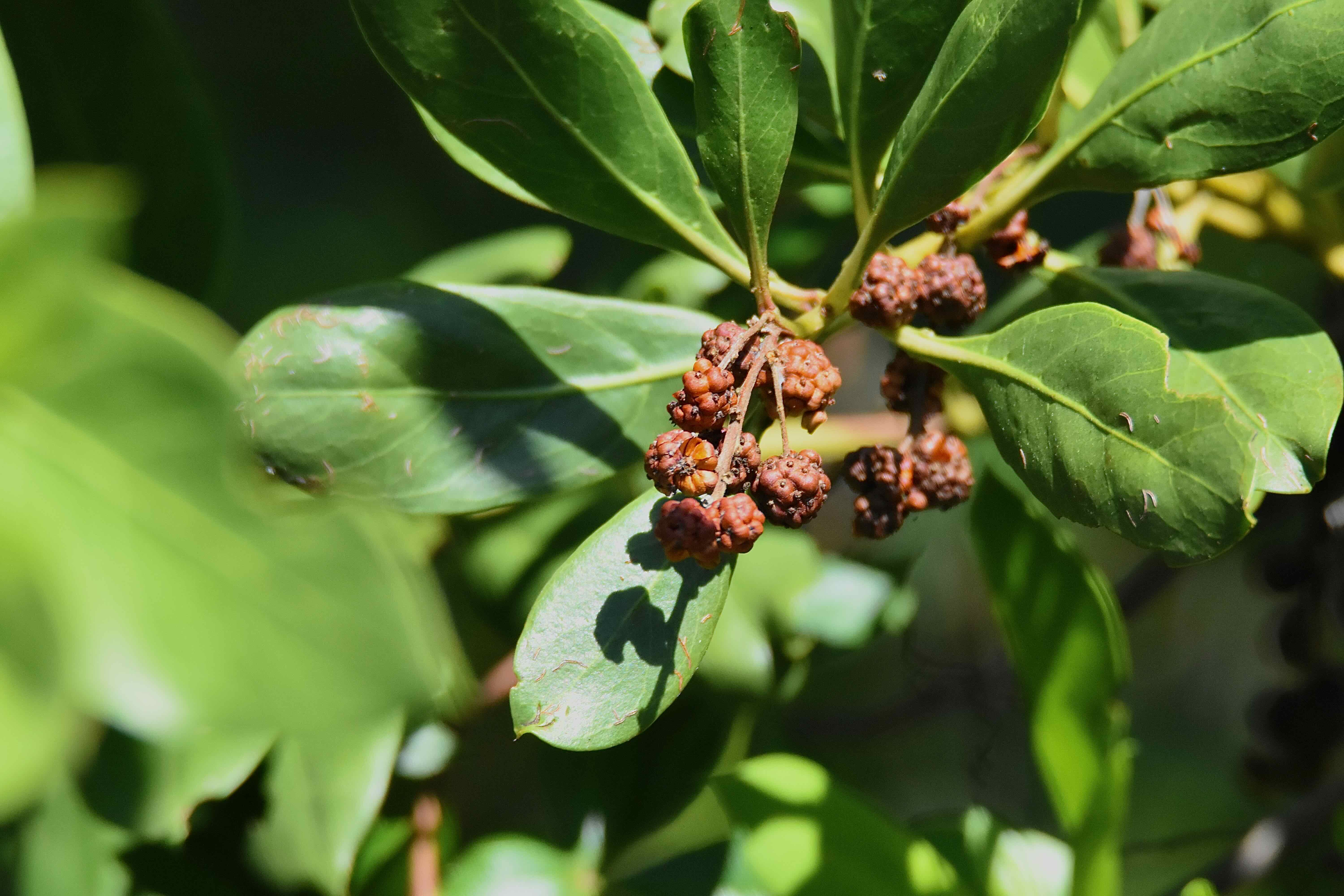 buttonwood