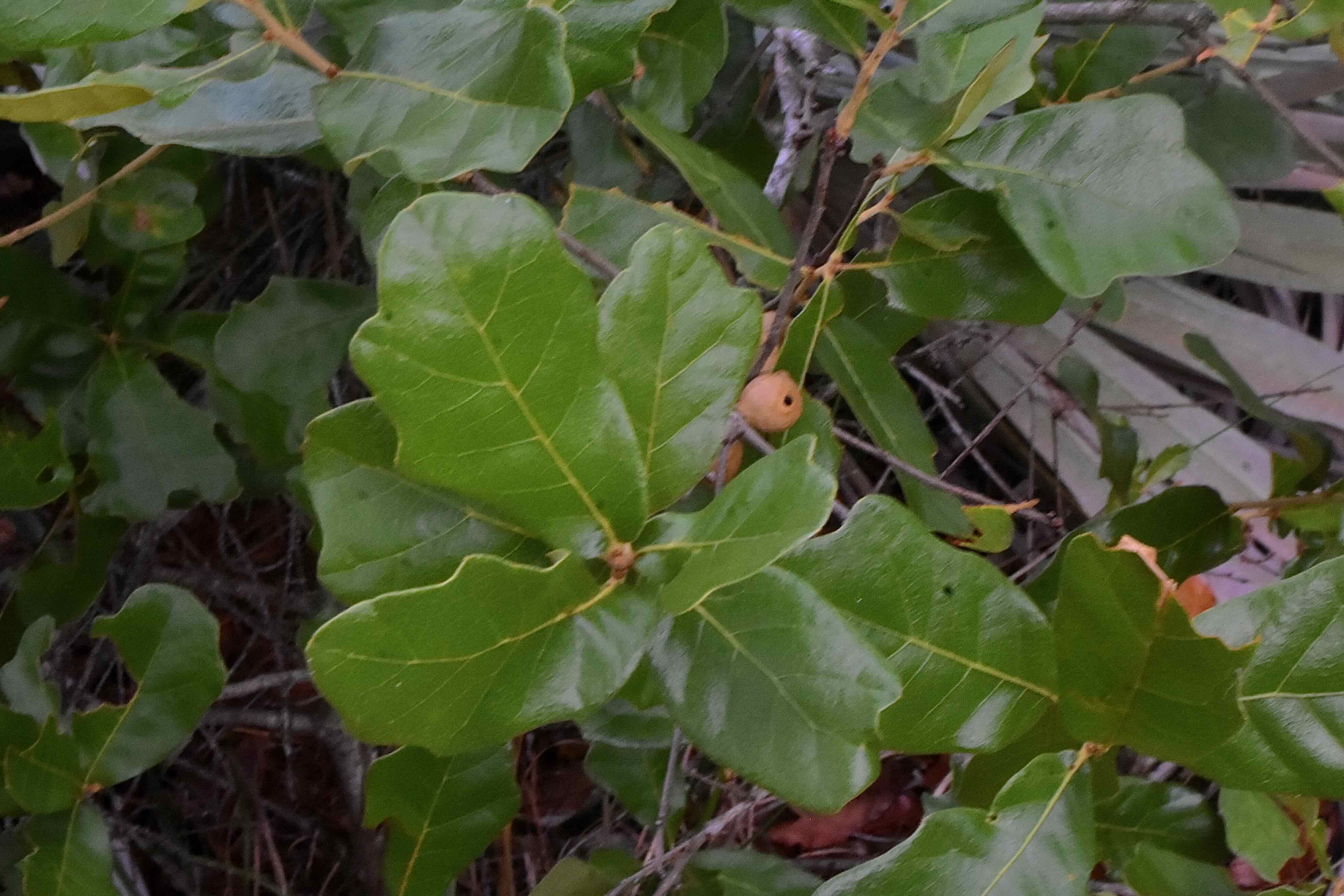 Chapman's Oak