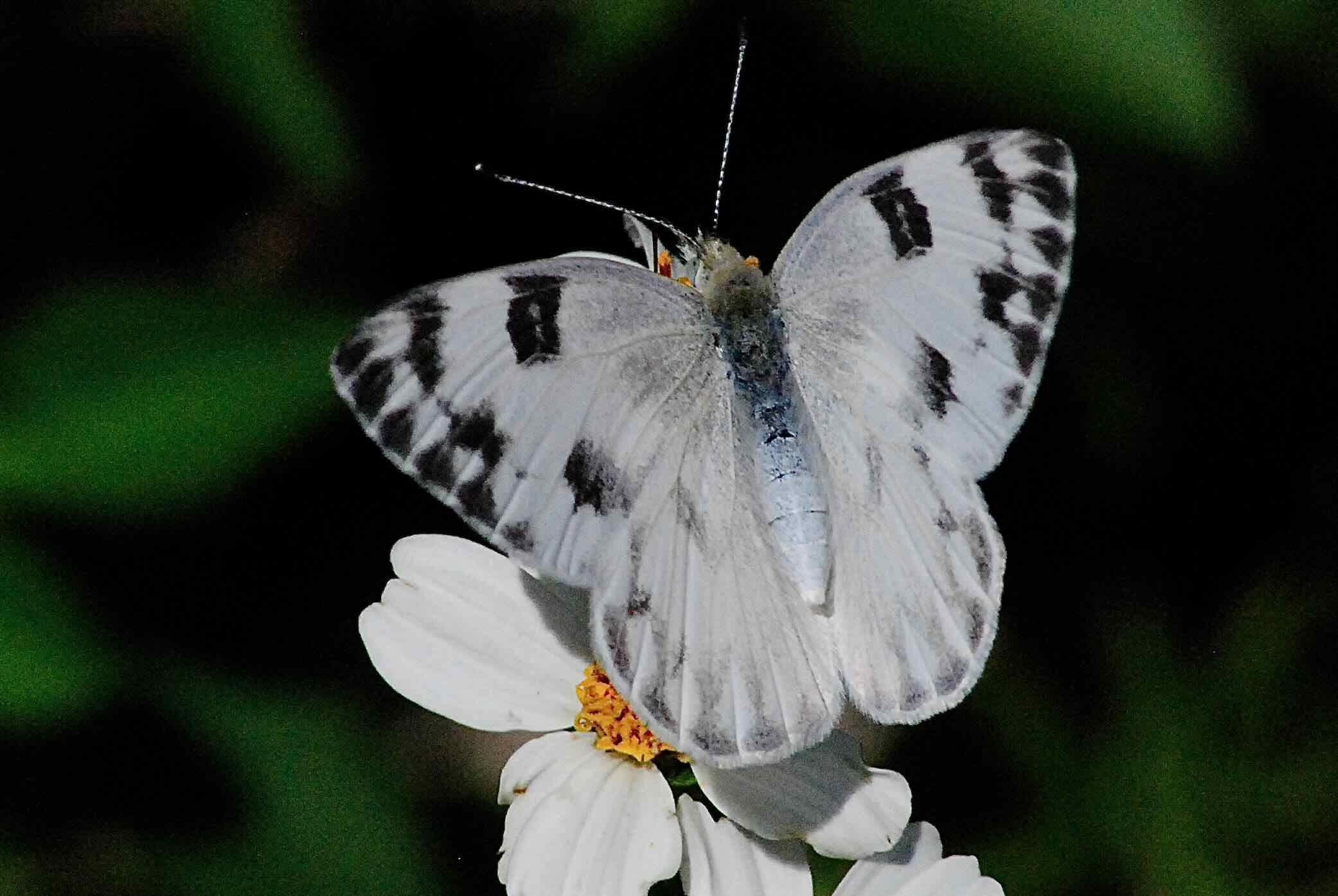 checkered white butterfly